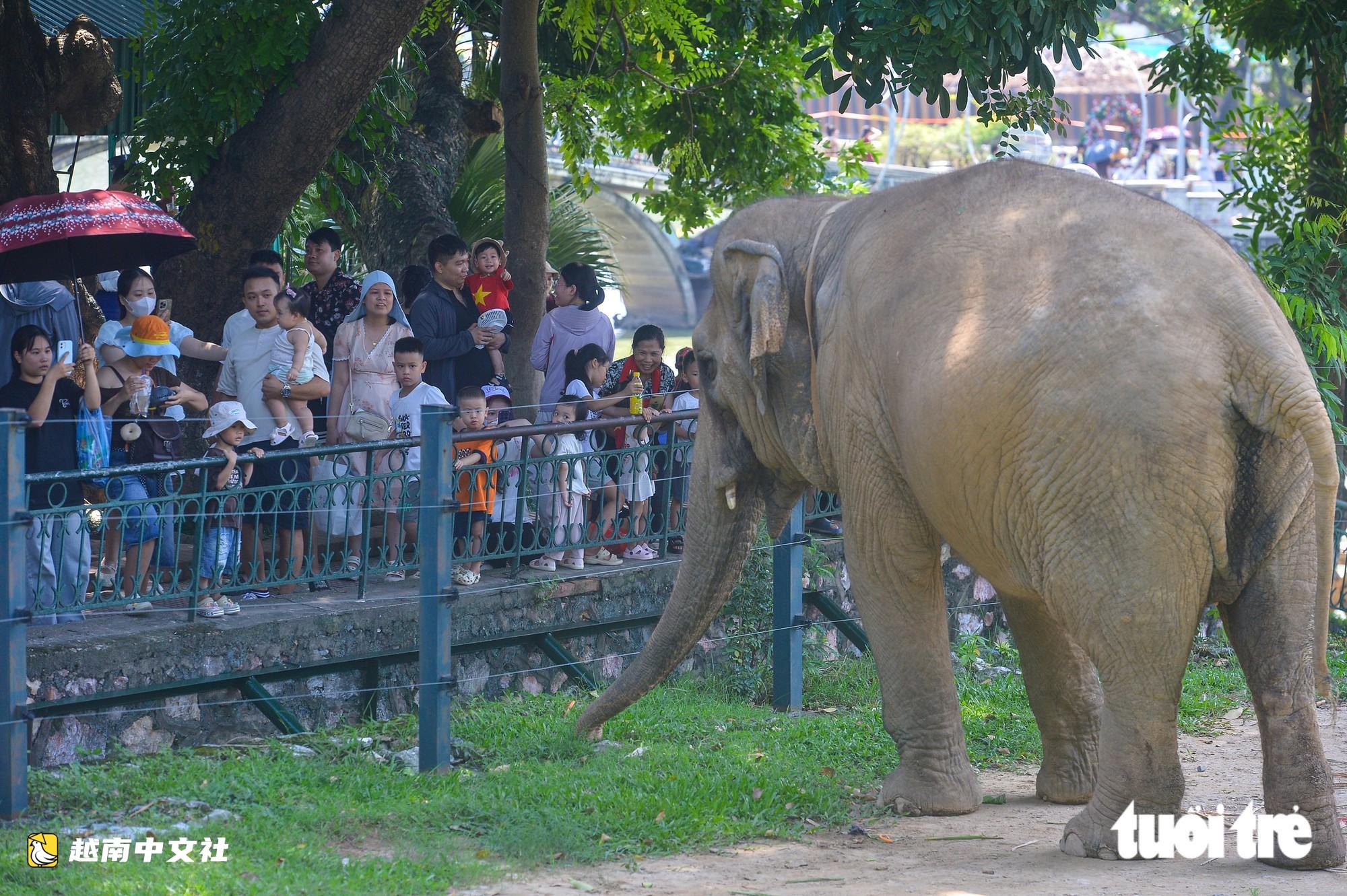 河內動物園“吸客”,眾多民眾假期前來遊玩