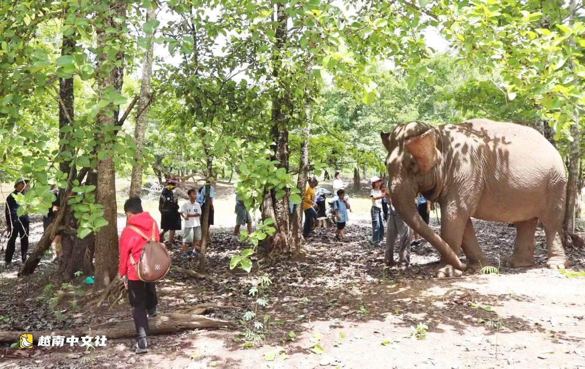越南邦敦救援站節日期間開放供遊客觀賞大象和野生動物