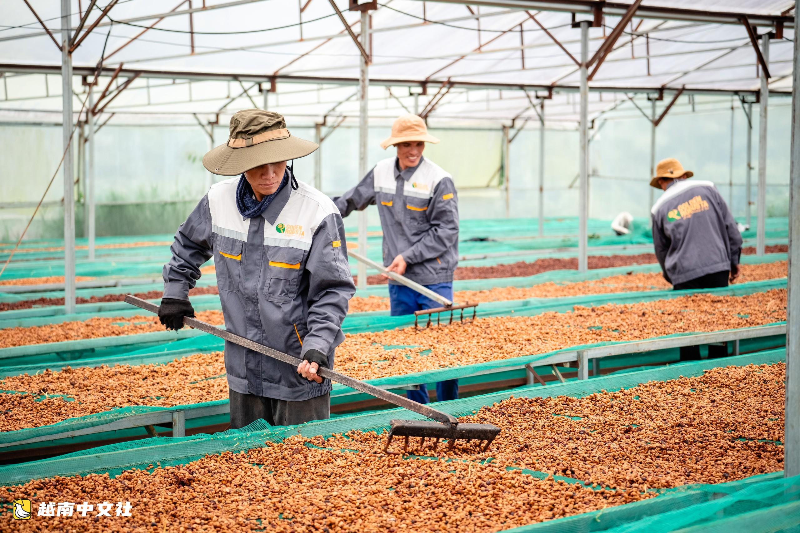 越南羅布斯塔咖啡需要數據“護照”以征服國際市場