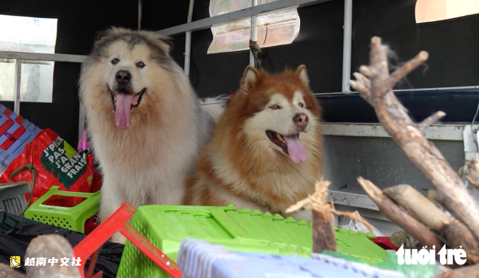 越南大叻遊客常拍照的寵物犬遭毒打