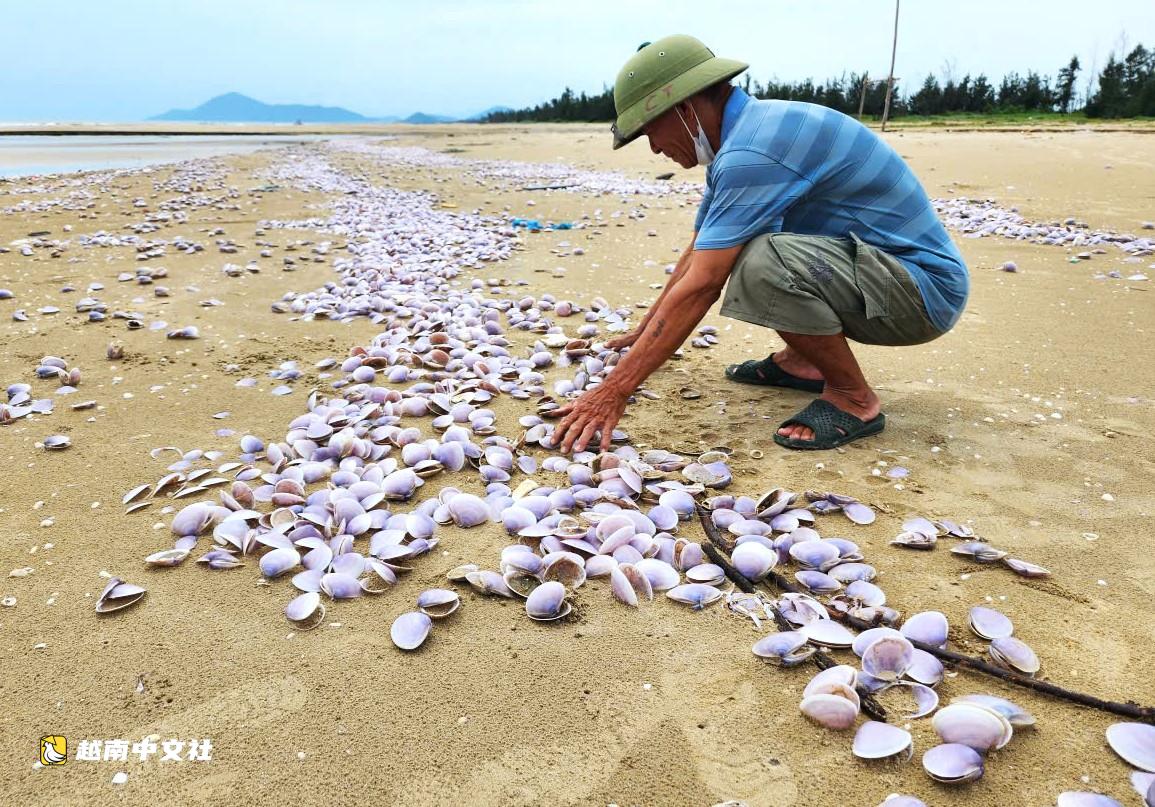 越南河靜省海岸現數噸死亡紫蛤衝岸,原因不明