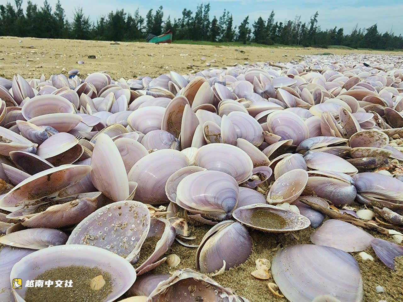 越南河靜省海岸現數噸死亡紫蛤衝岸,原因不明