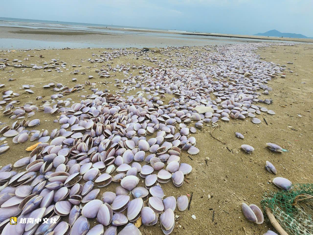 越南河靜省海岸現數噸死亡紫蛤衝岸,原因不明