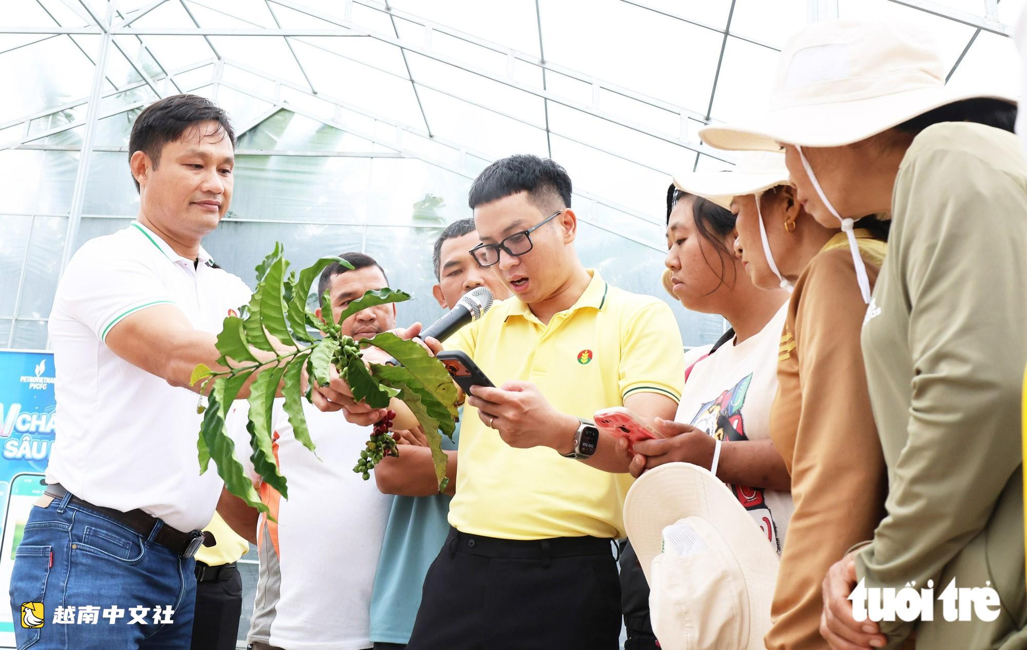 越南農民走進咖啡園用App“診斷”病蟲害
