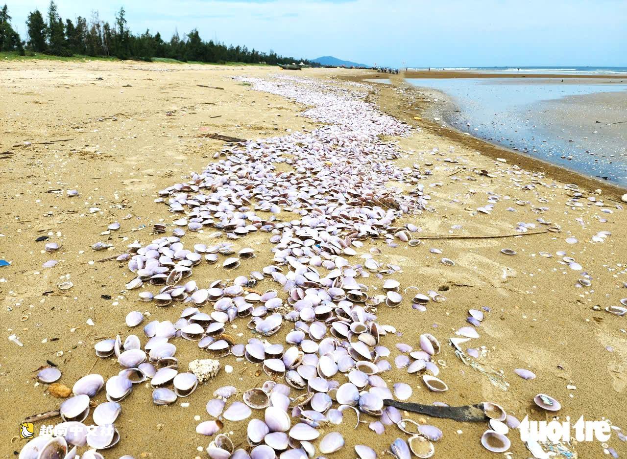 越南河靜蛤蜊殼大量衝上岸:僱傭潛水員出海採集活蛤蜊樣本檢測