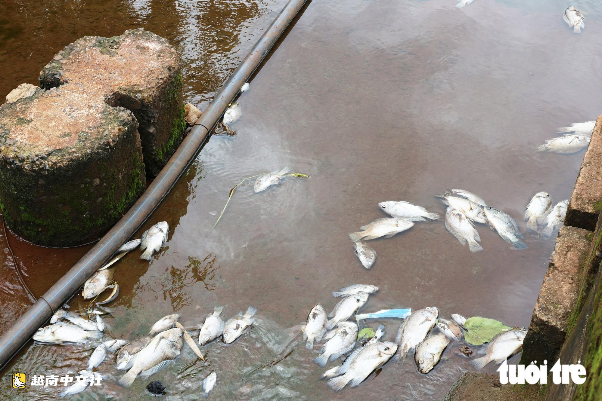 越南Ea Trum湖大量死魚散發惡臭
