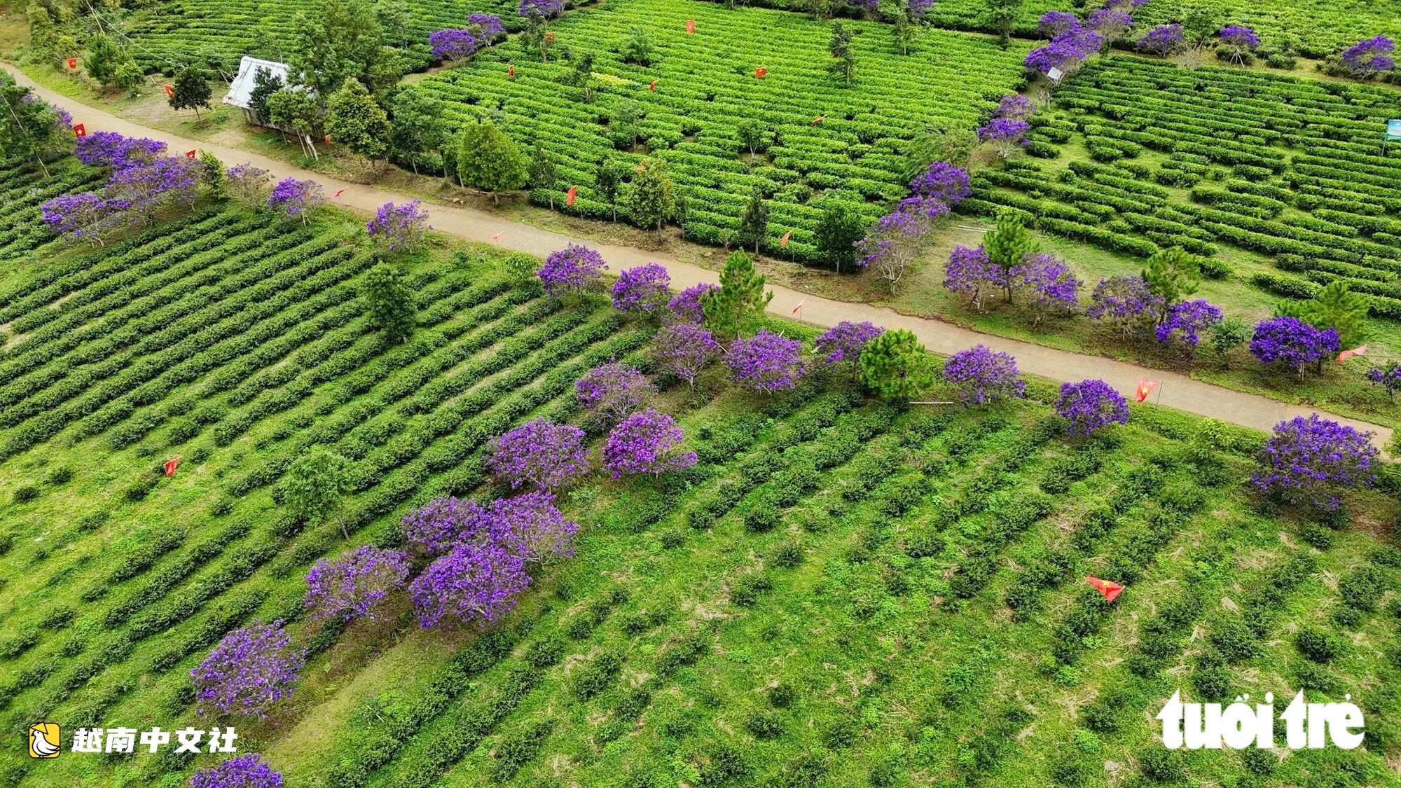 越南廣義省茶山野牡丹盛開 紫色花海醉人