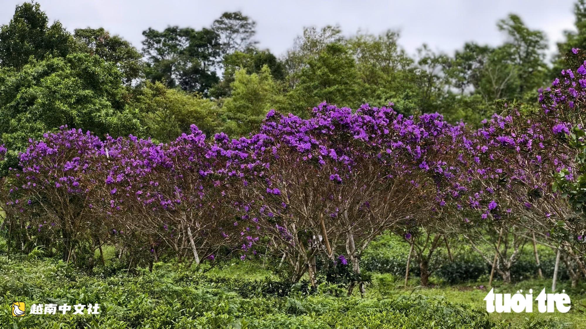 越南廣義省茶山野牡丹盛開 紫色花海醉人