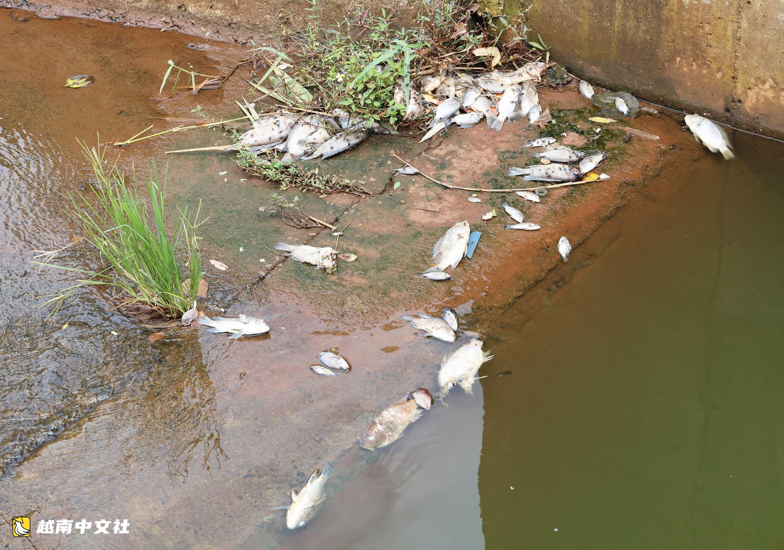 越南Ea Trum湖大量死魚散發惡臭