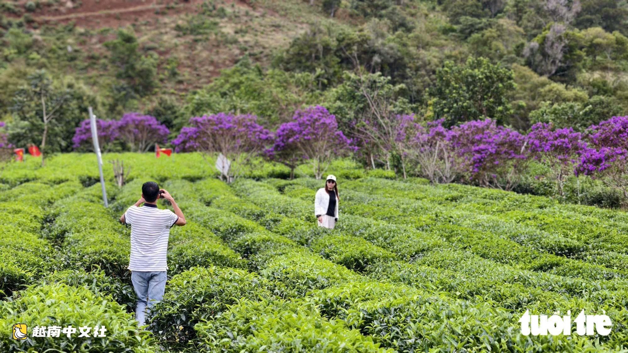 越南廣義省茶山野牡丹盛開 紫色花海醉人