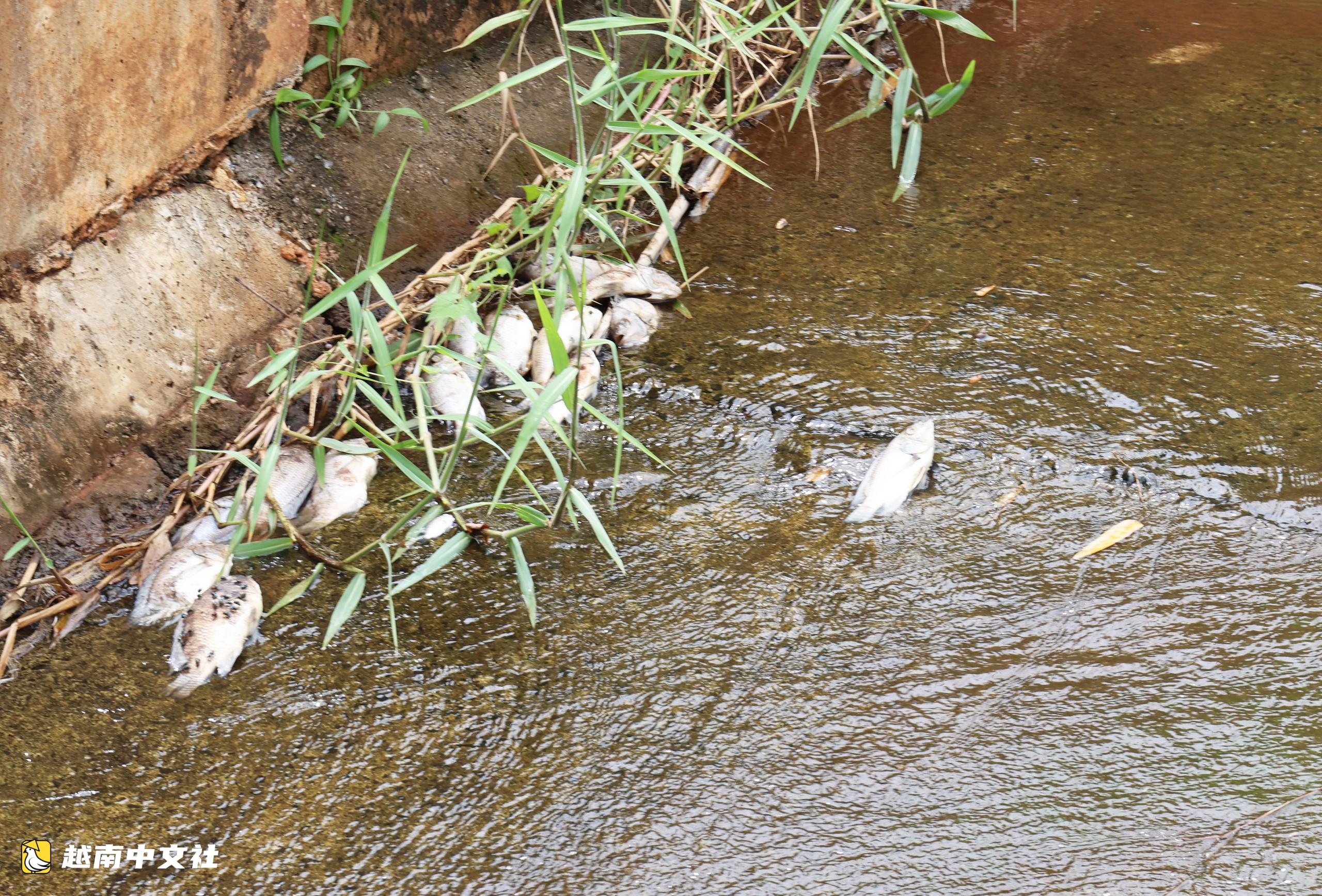 越南Ea Trum湖大量死魚散發惡臭