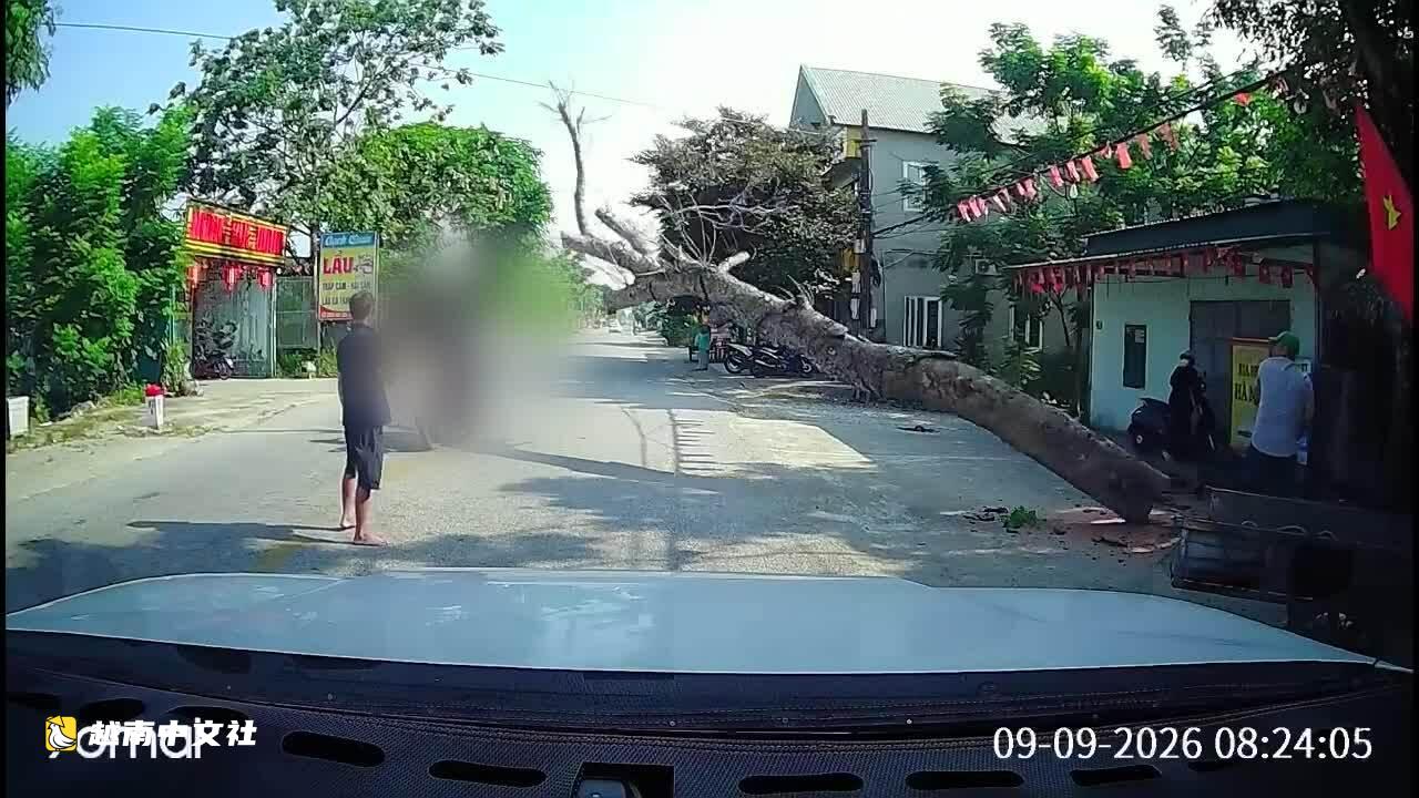 越南清化:鋸樹倒向馬路壓死摩托車騎手