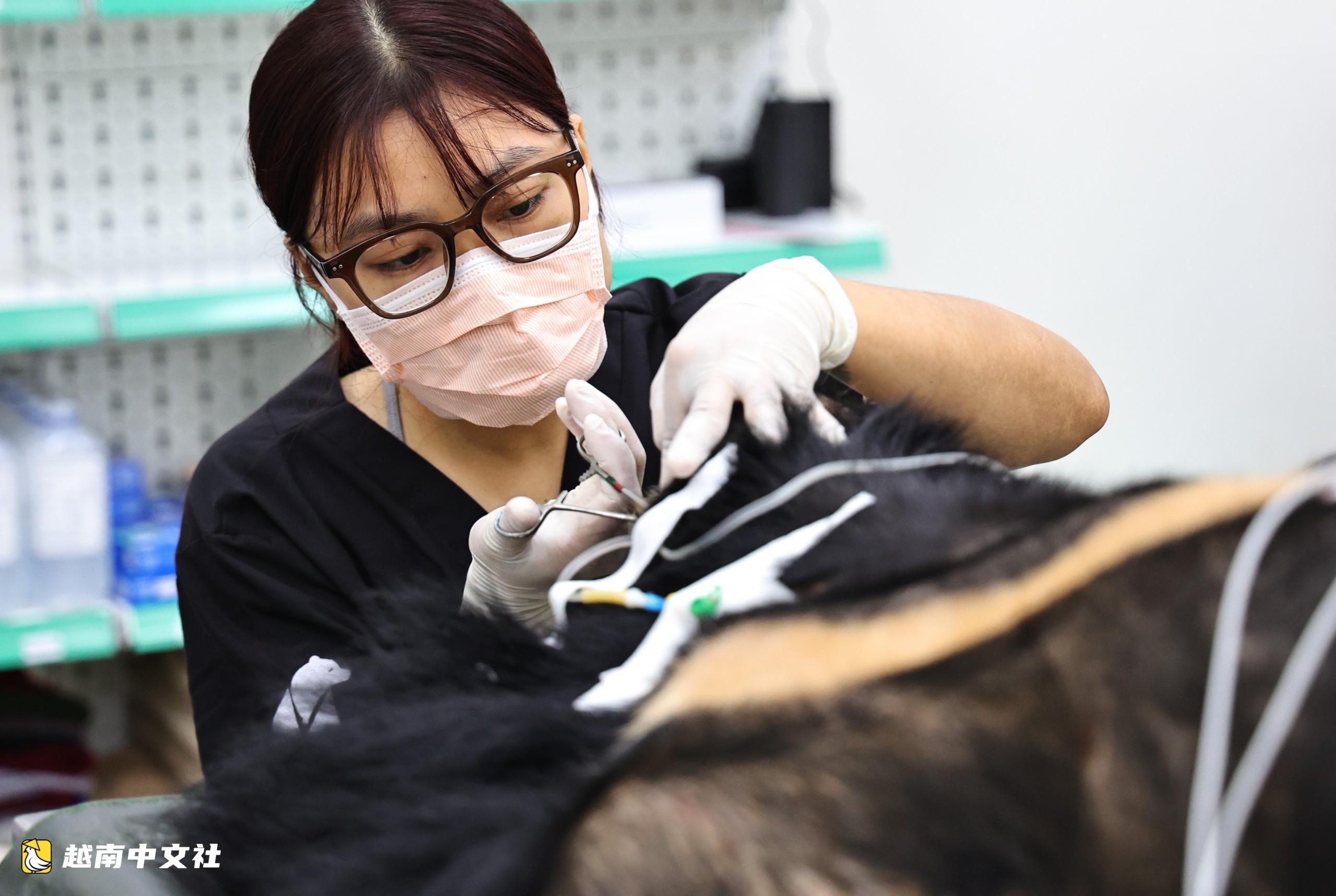 越南曾被折磨和傷害的熊,在救助中心安享幸福晚年