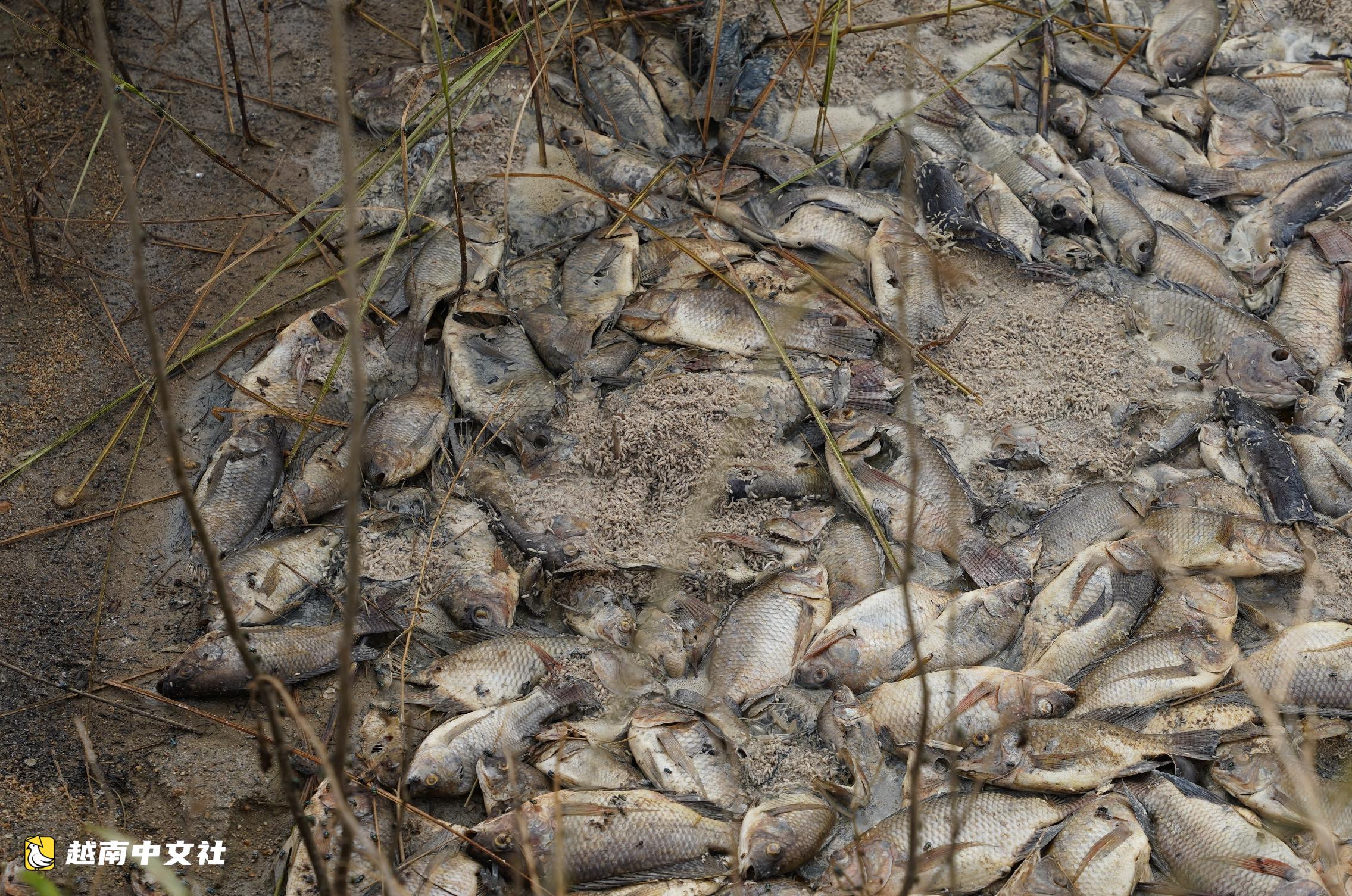 越南廣義省茶曲河魚類因‘被困’和缺水死亡