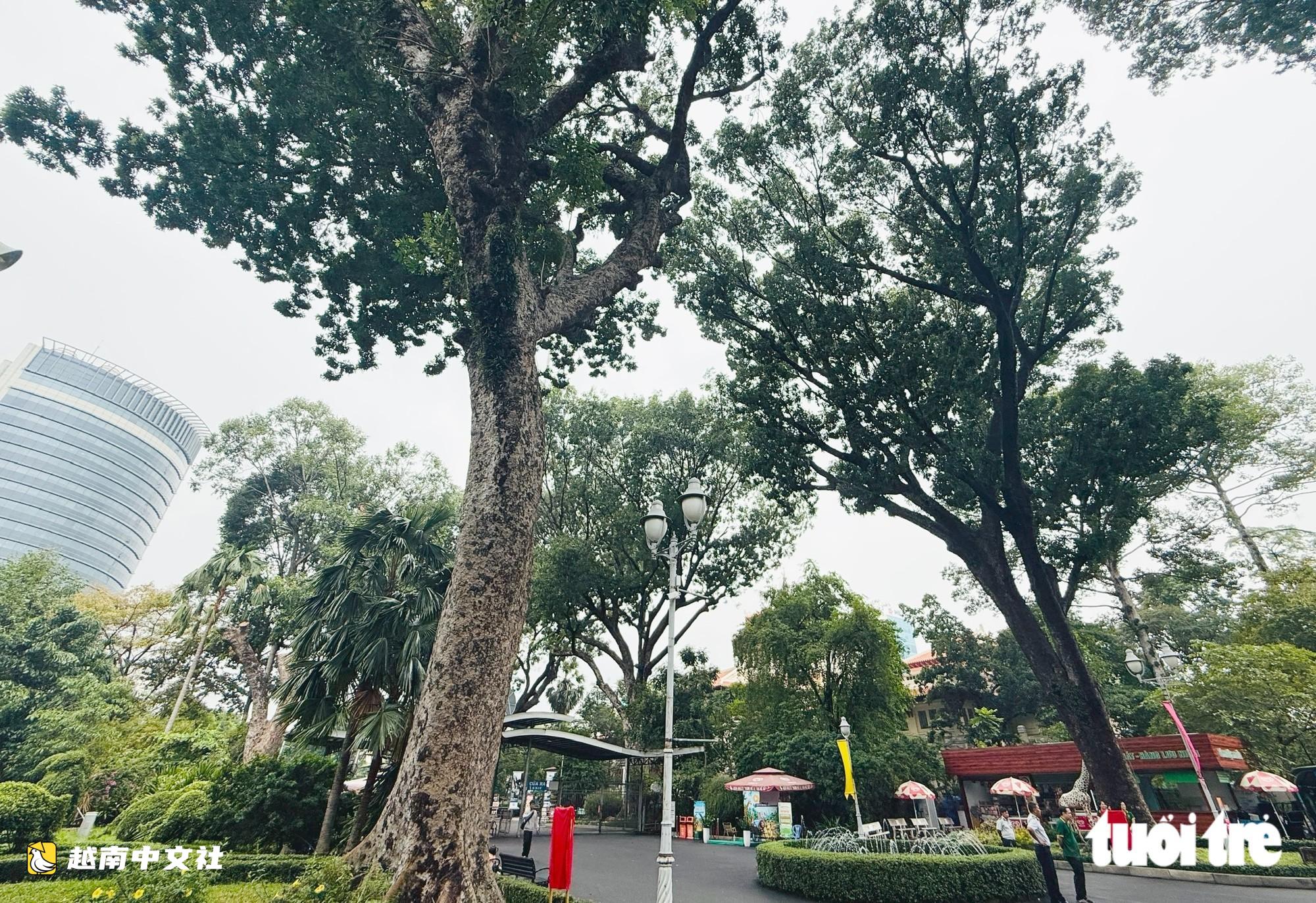越南西貢動植物園多棵百年古樹被認定為遺產樹