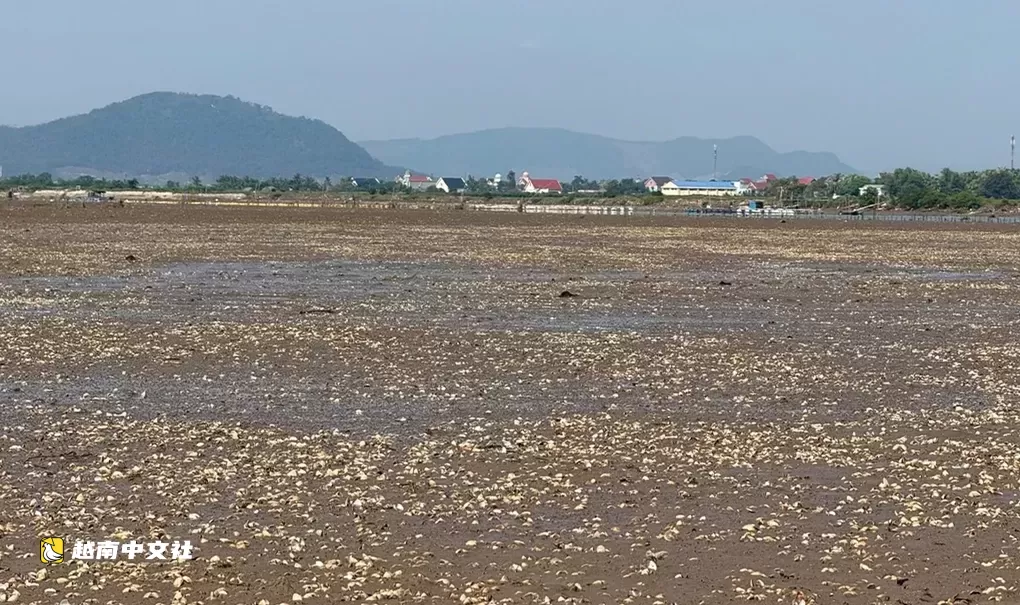 越南清化省逾2000噸蛤蜊死亡,疑因淡水衝擊