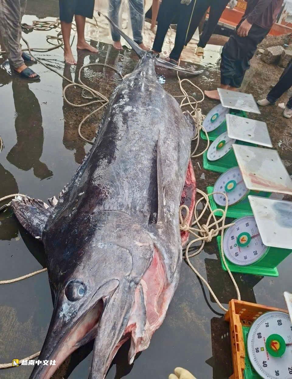 越南富安漁民捕獲近320公斤巨型旗魚