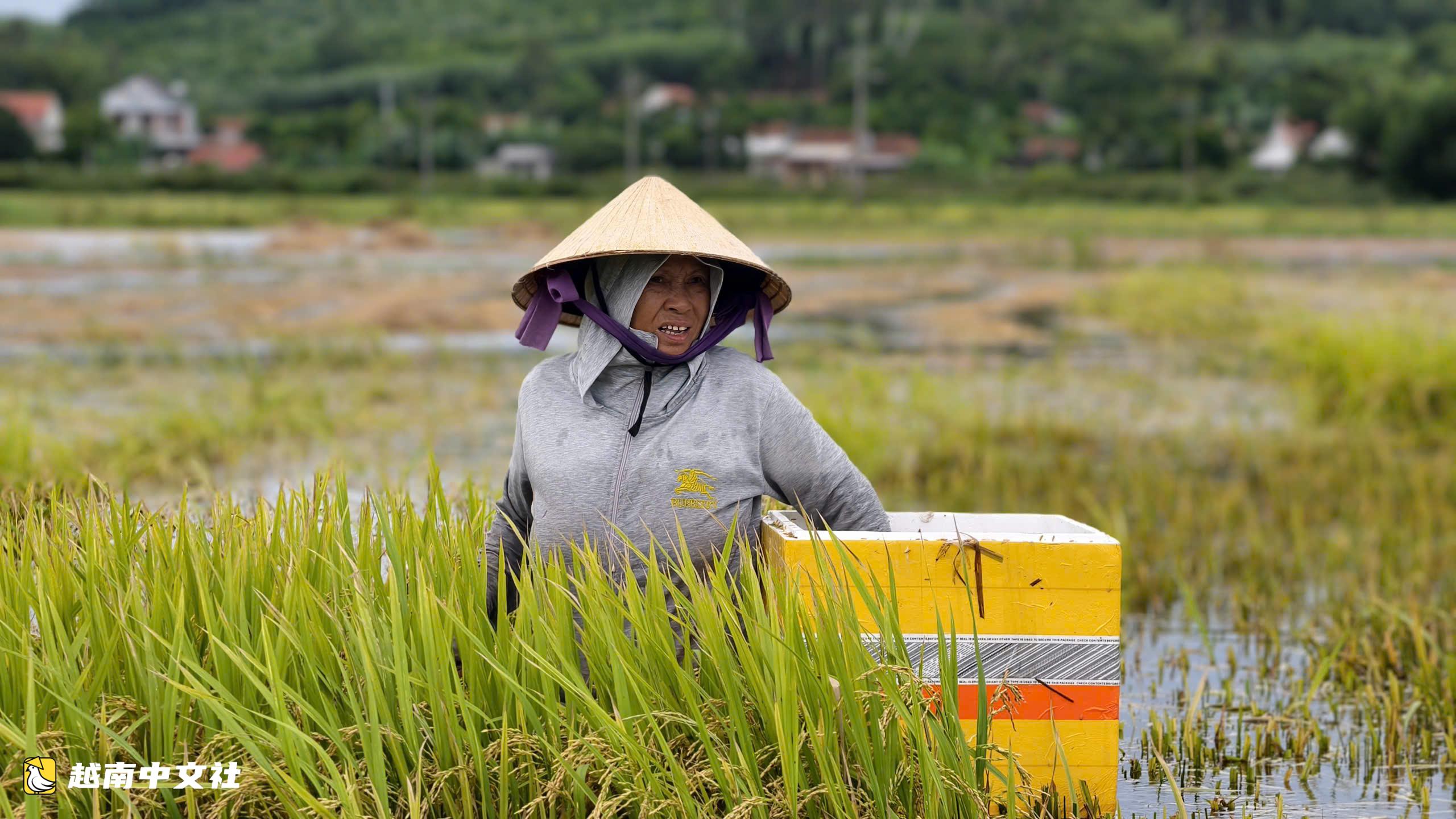 越南廣義省:成熟稻穀在洪水中發芽,民眾合力搶救些許收成