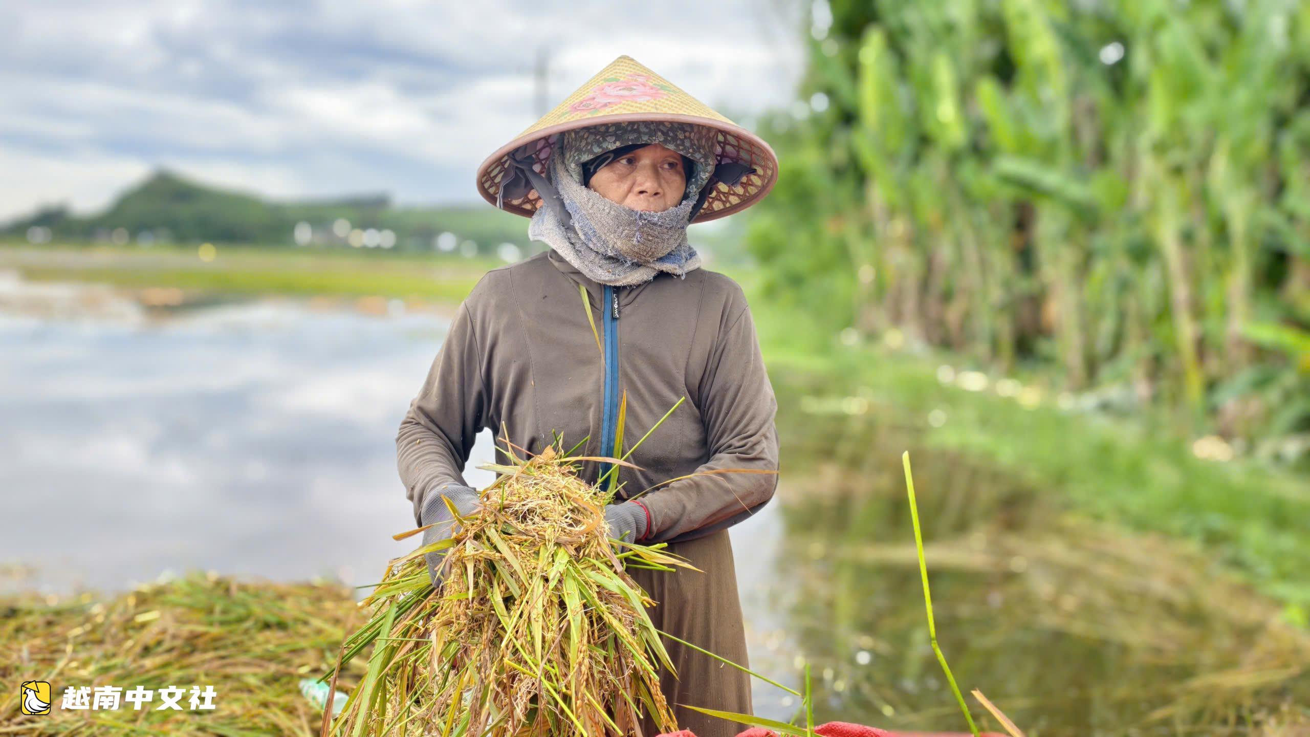越南廣義省:成熟稻穀在洪水中發芽,民眾合力搶救些許收成