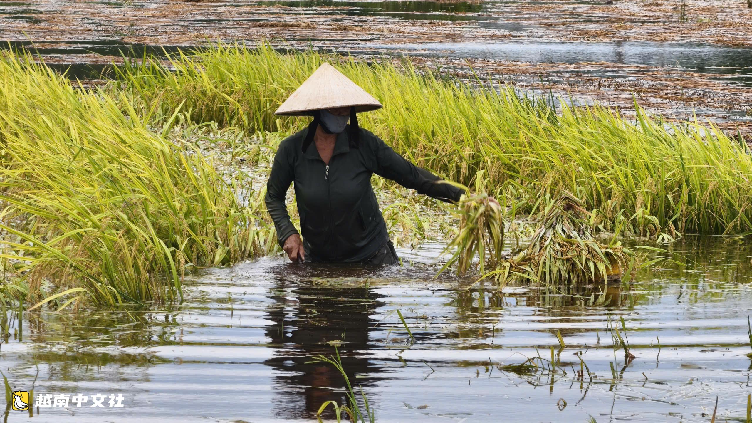 越南廣義省:成熟稻穀在洪水中發芽,民眾合力搶救些許收成