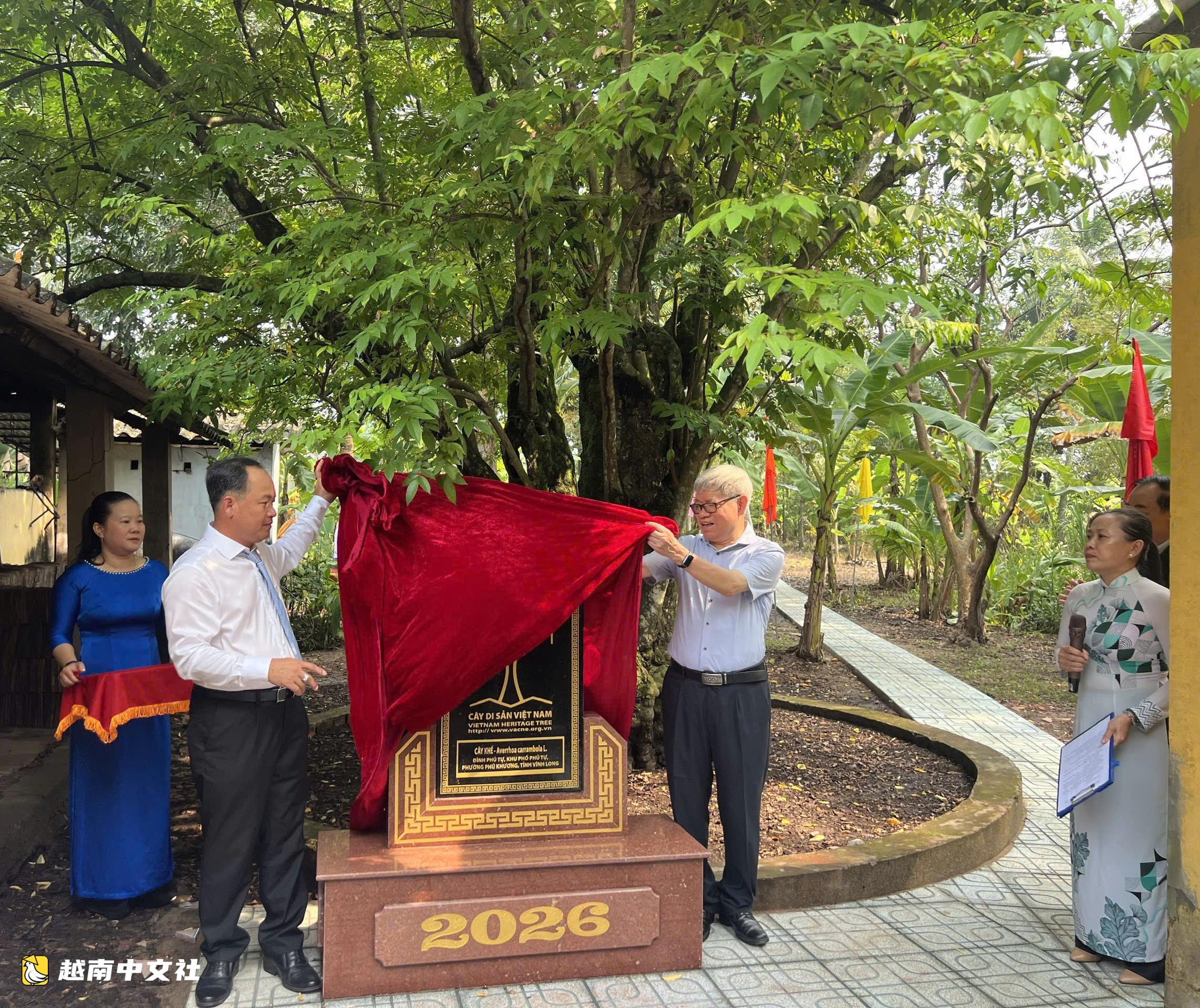 越南永隆省樹齡超300年的白梅樹創下越南紀錄