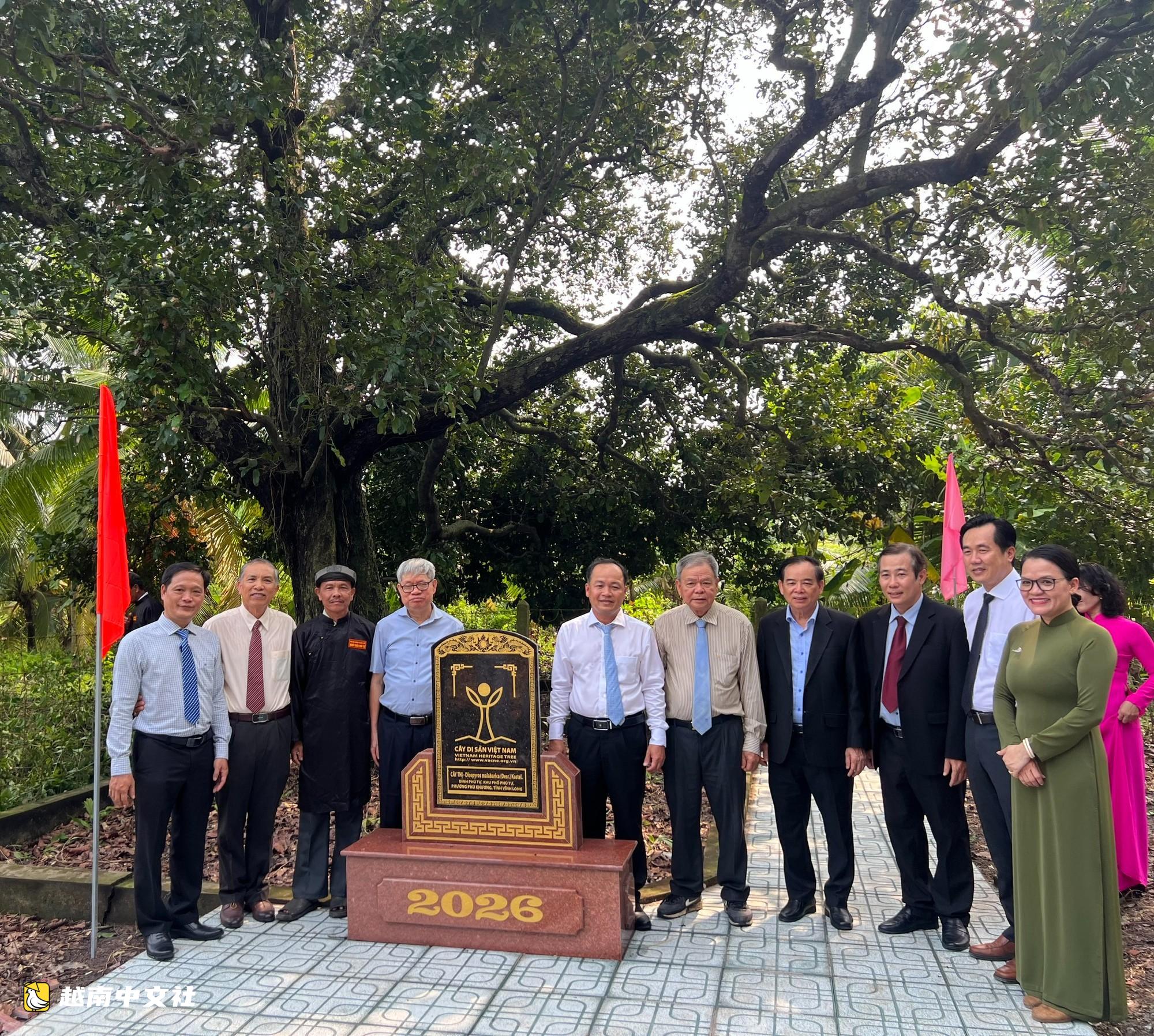 越南永隆省樹齡超300年的白梅樹創下越南紀錄