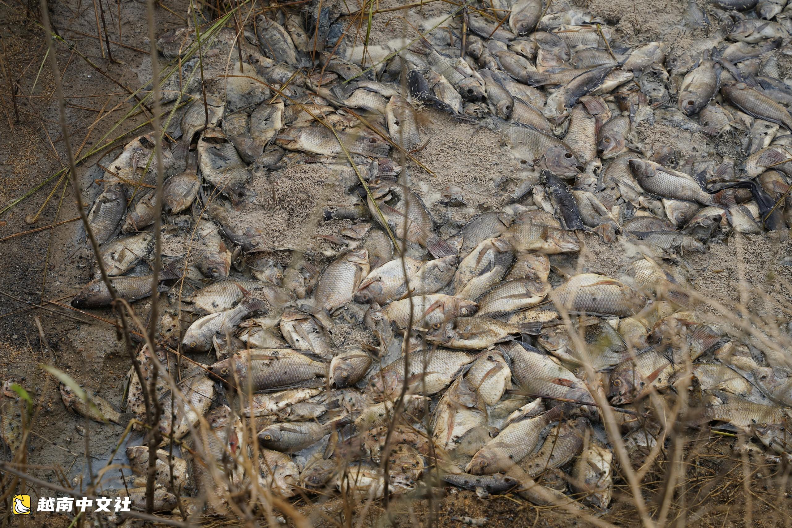 越南茶曲河魚群死亡:河水水質如何?