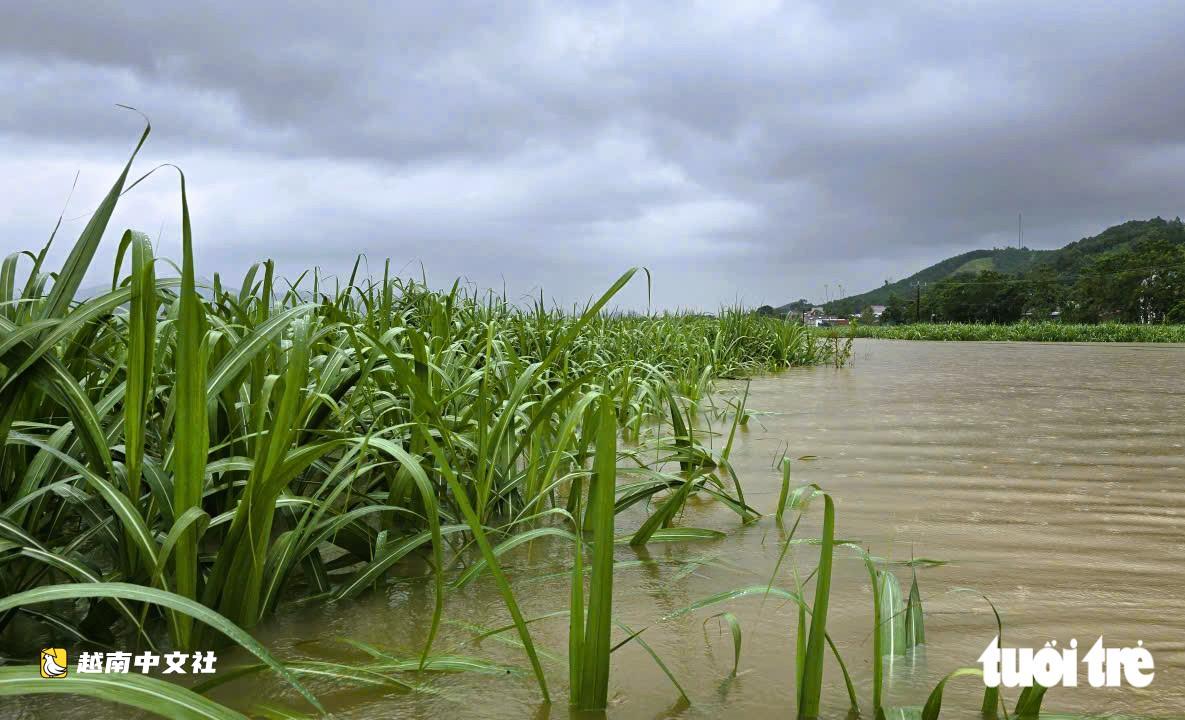 越南清化省數百戶民宅因柚河水位暴漲被深淹