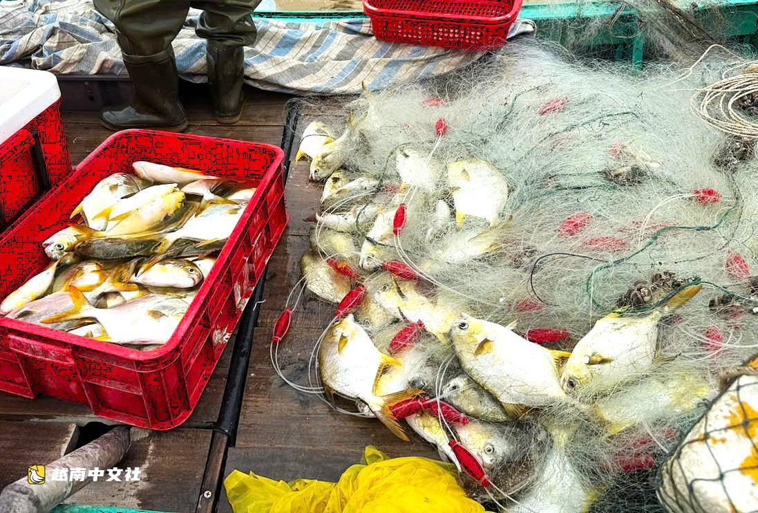 越南河靜省漁民捕獲大量黃鯧魚,出海一趟收入上千萬越盾