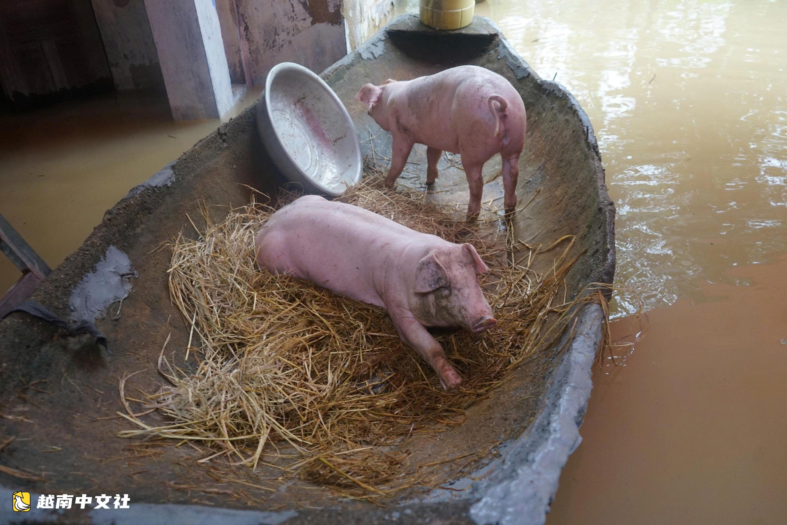 越南清化省:暴雨洪水致數千民房被淹,民眾被迫疏散