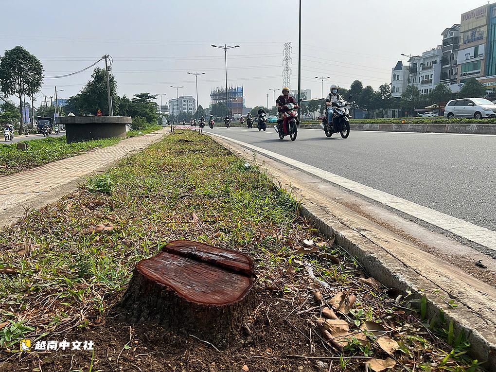 胡志明市二環路三層立交項目遷移近200棵綠樹