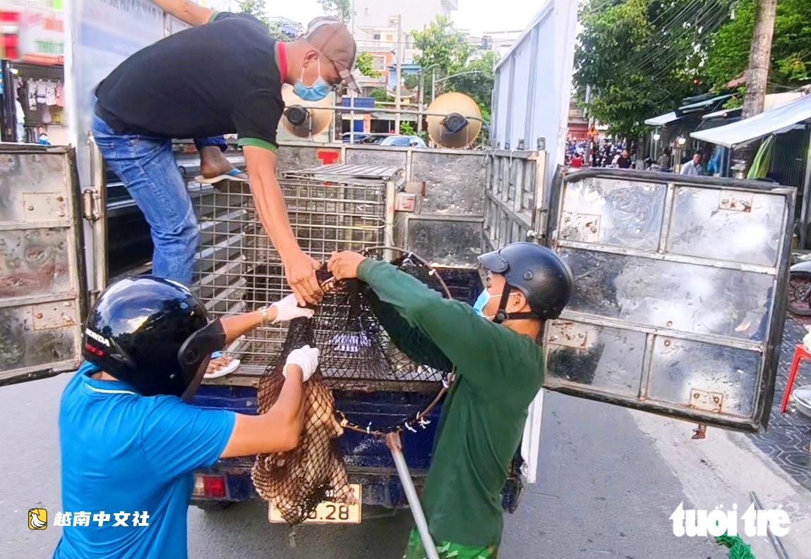 越南胡志明市昆島特區及24個鄉坊已捕獲409只散養狗