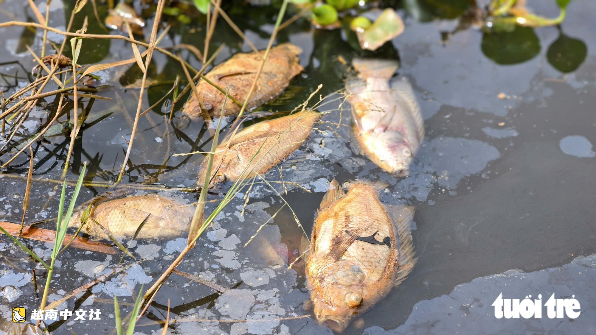 越南廣義省水壩水色發黑,魚類大量死亡