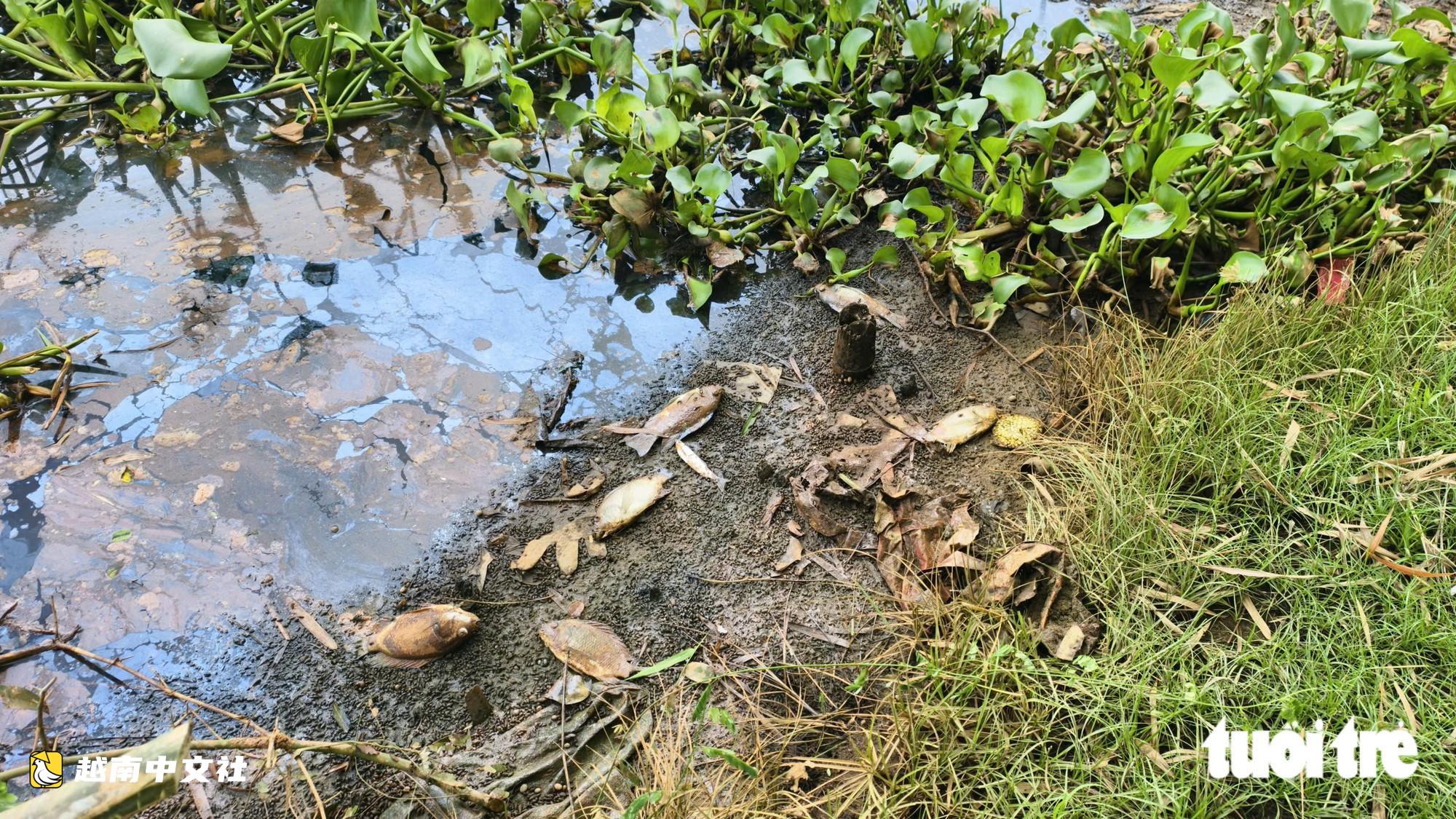 越南廣義省水壩水色發黑,魚類大量死亡