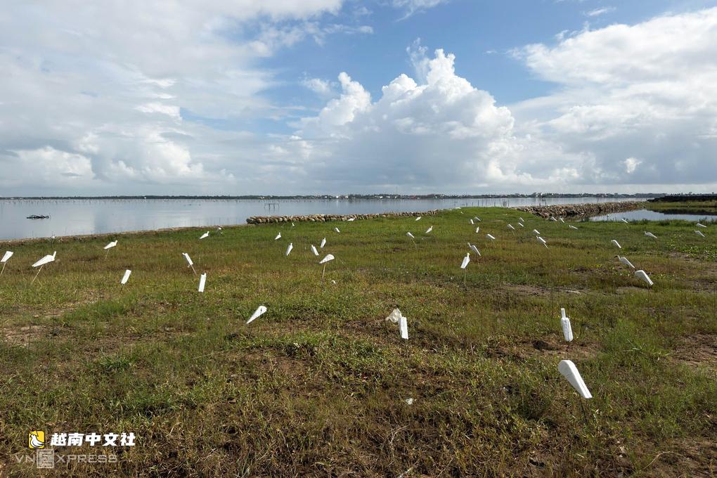 越南順化立安湖周邊密佈假白鷺誘捕陣