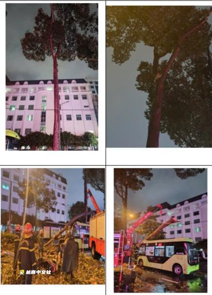 越南胡志明市:行道樹樹枝斷裂致1人死亡,建設局稱樹木仍生長良好並將全面排查大樹