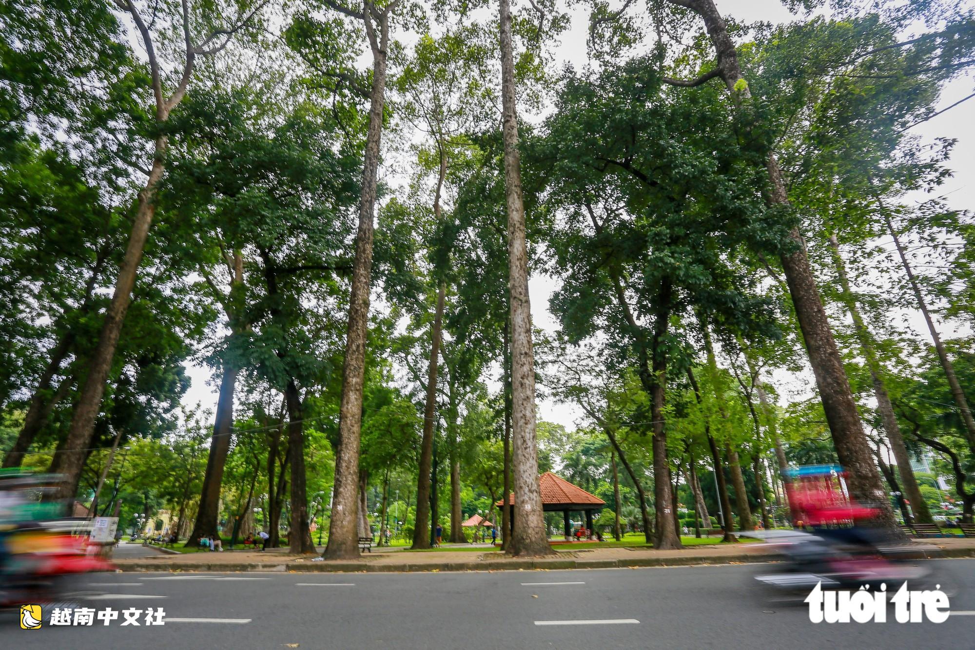 越南胡志明市保留老樹為市民遮蔭,但安全必須放在首位