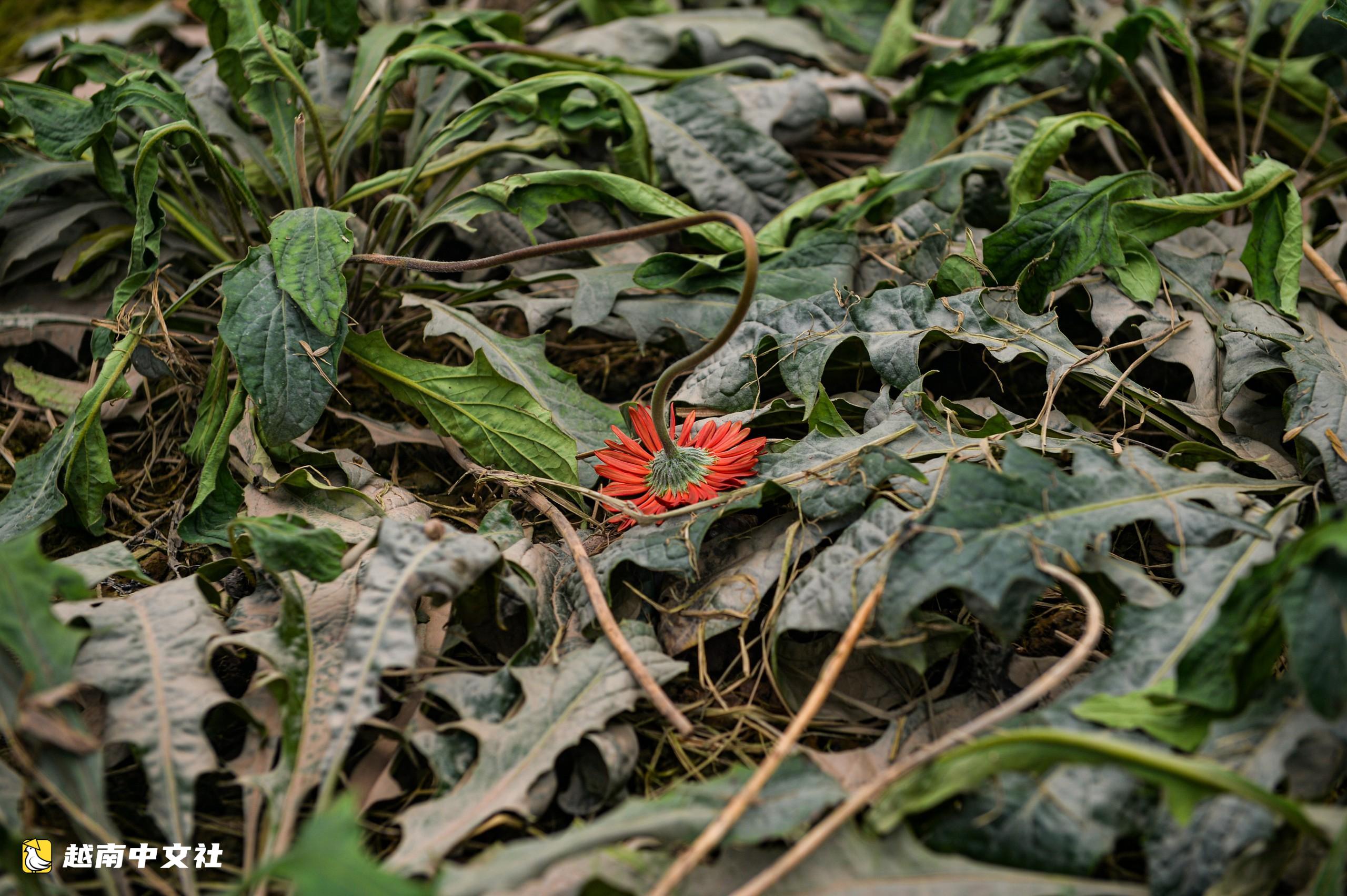 越南河內西就花村:漂河排水入銳河緩慢,村民心痛看著花卉枯死