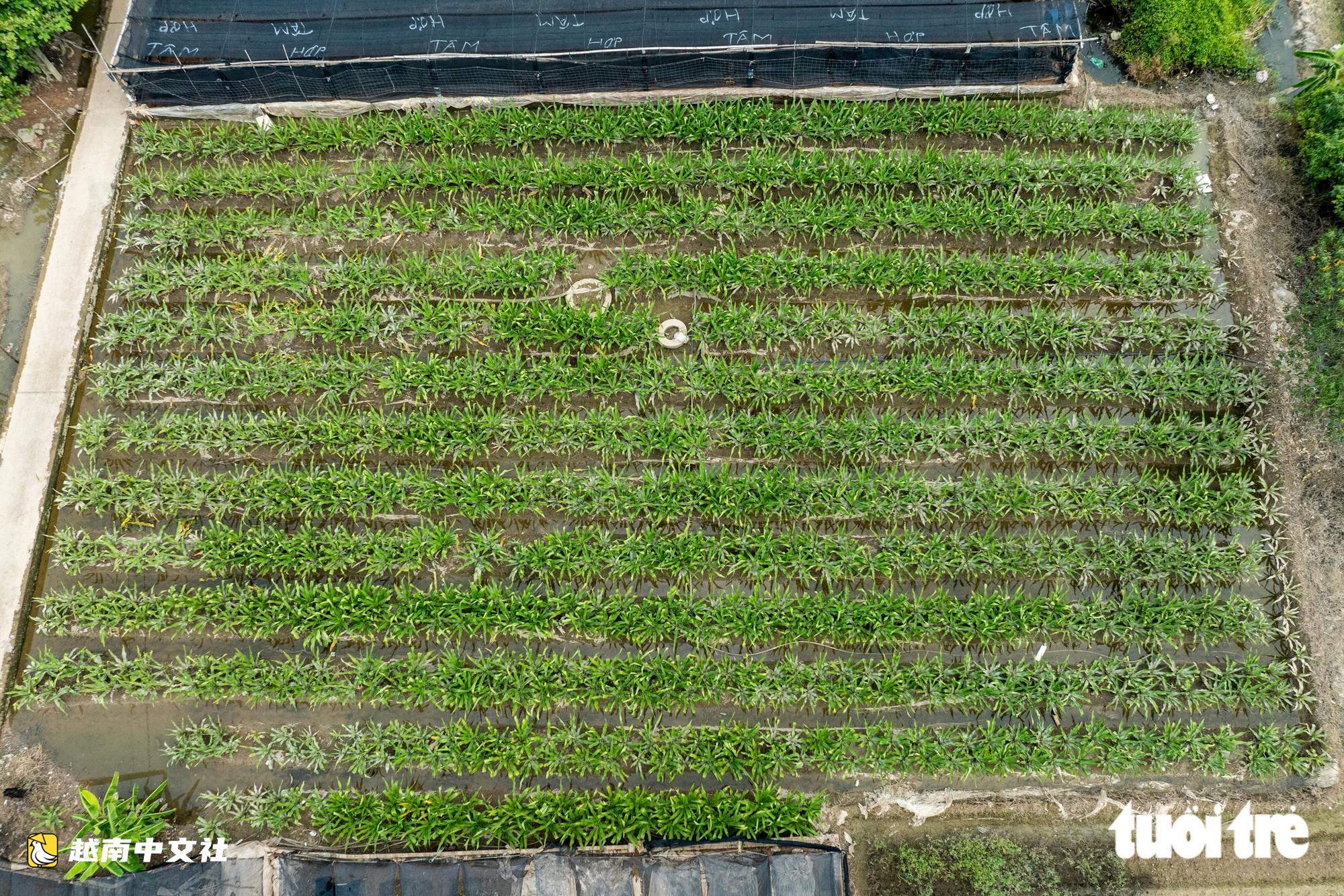 越南河內西就花村:漂河排水入銳河緩慢,村民心痛看著花卉枯死