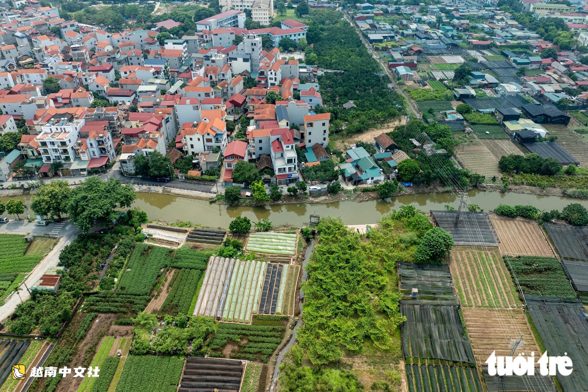 越南河內西就花村:漂河排水入銳河緩慢,村民心痛看著花卉枯死