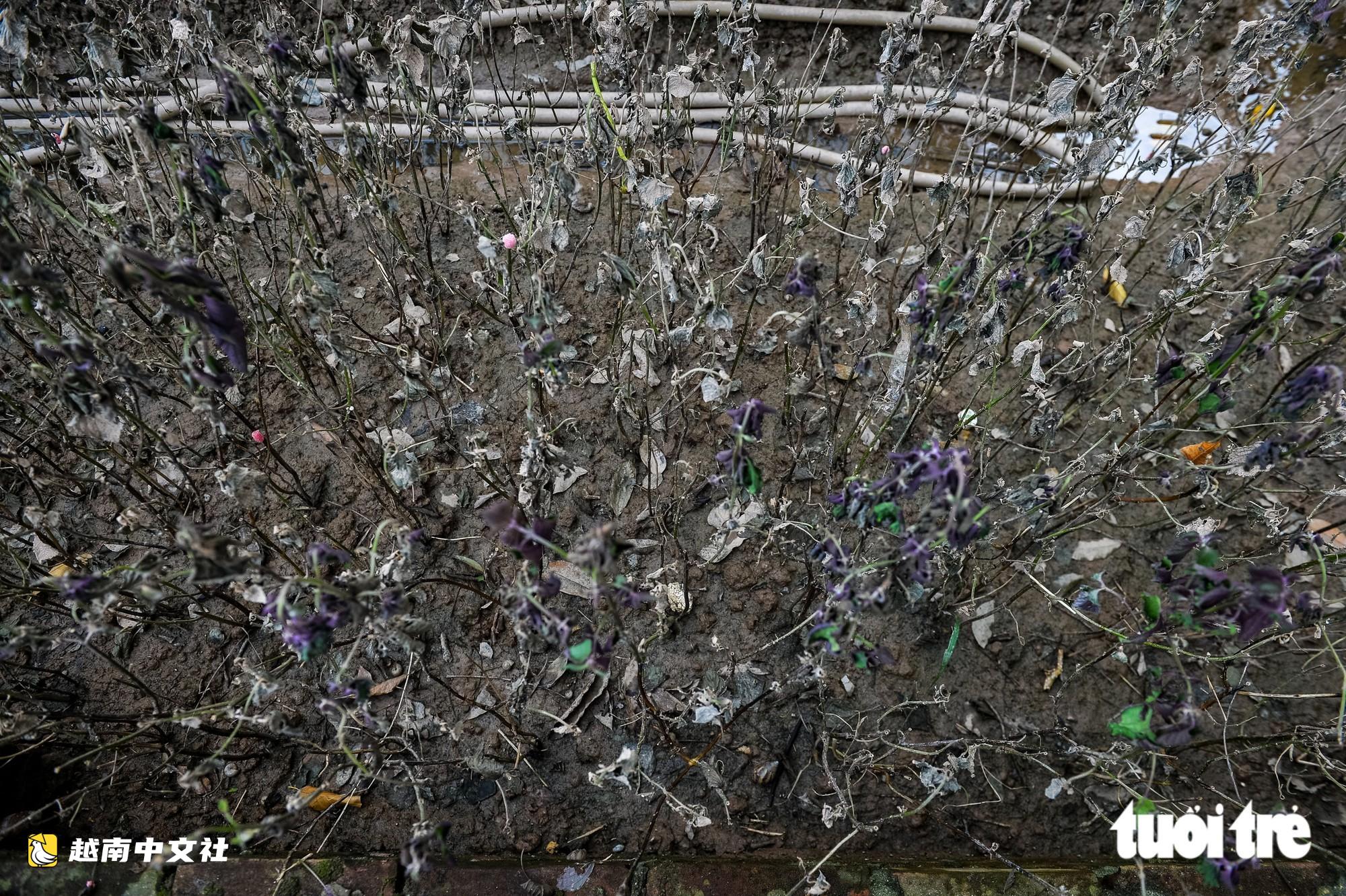 越南河內西就花村:漂河排水入銳河緩慢,村民心痛看著花卉枯死