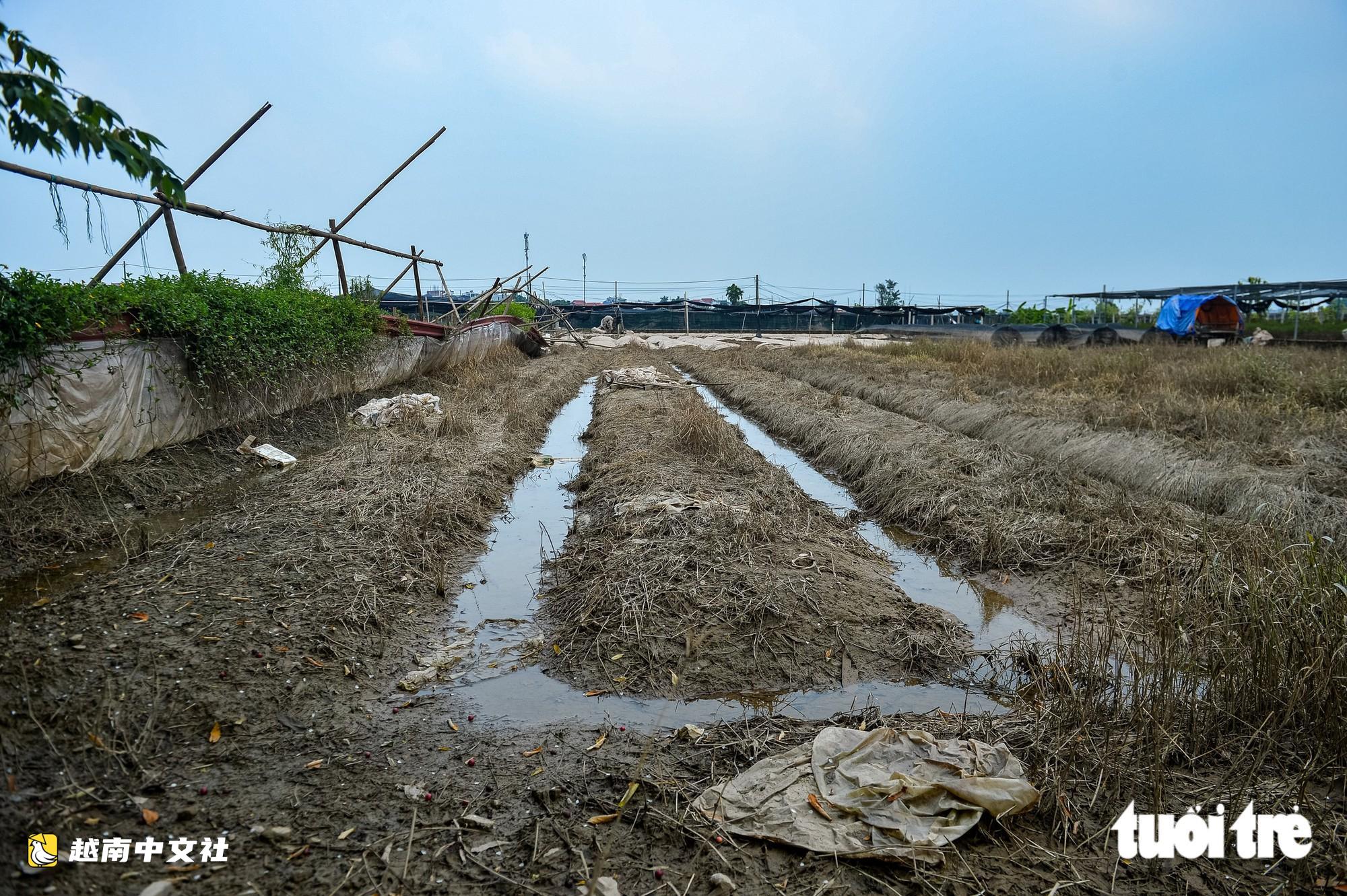 越南河內西就花村:漂河排水入銳河緩慢,村民心痛看著花卉枯死