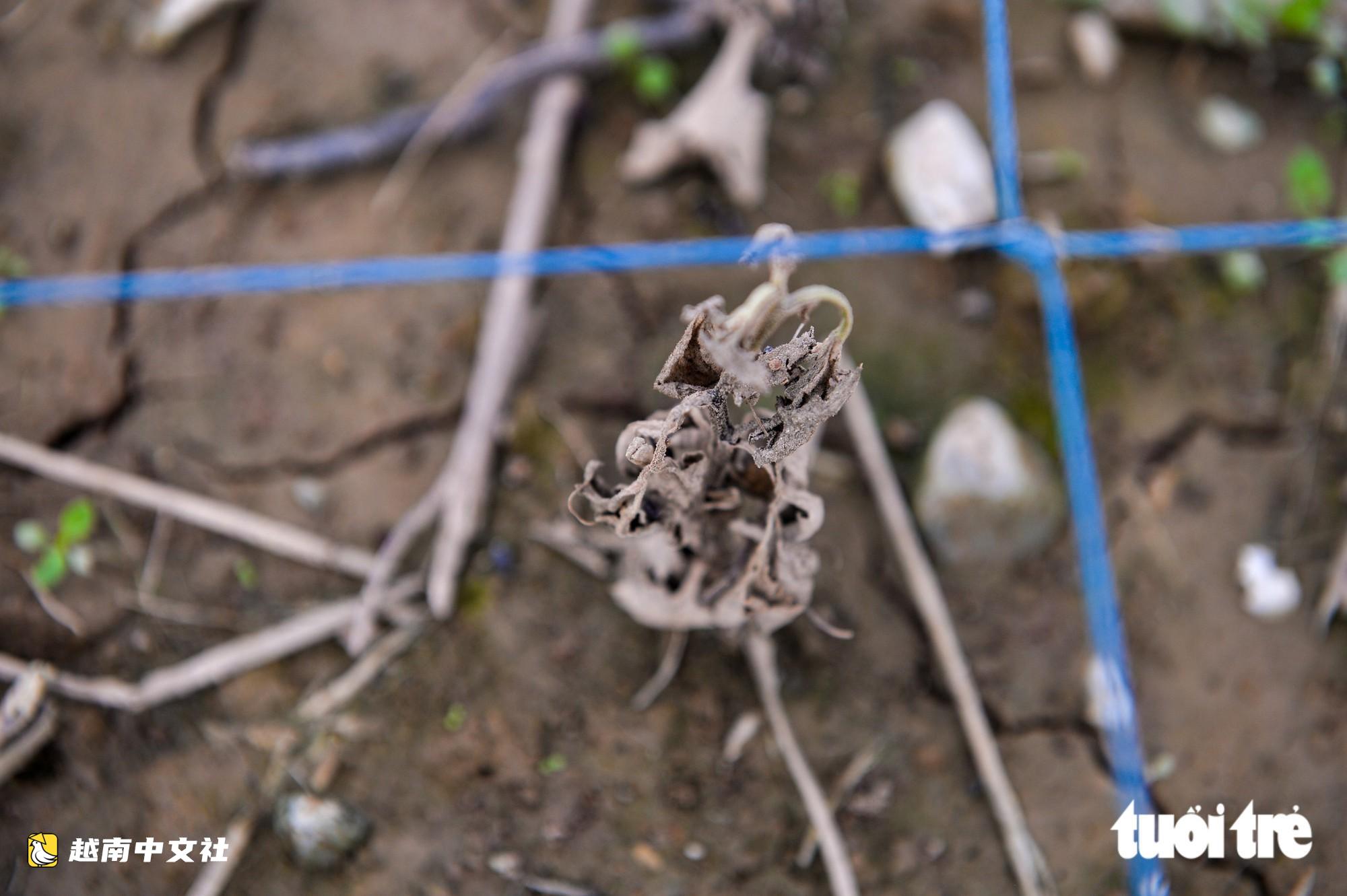 越南河內西就花村:漂河排水入銳河緩慢,村民心痛看著花卉枯死