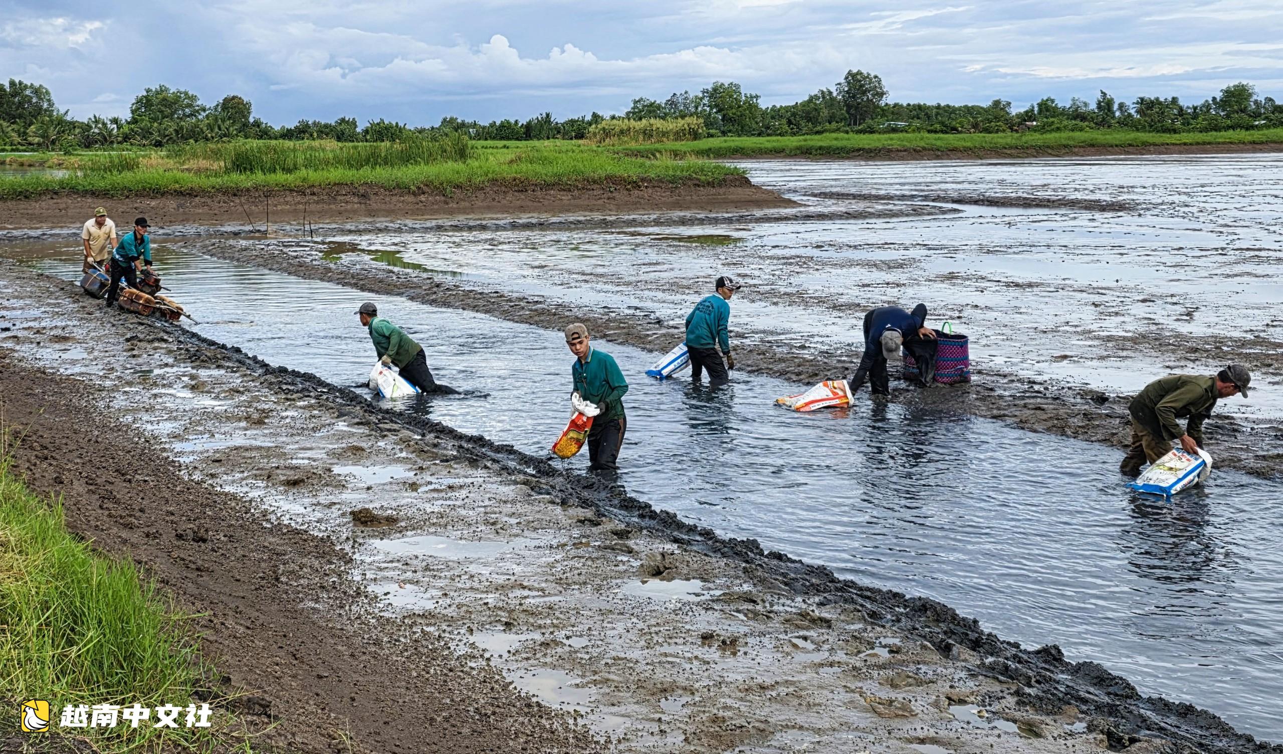 越南安江省農民在稻田輪作養殖羅氏沼蝦喜獲豐收