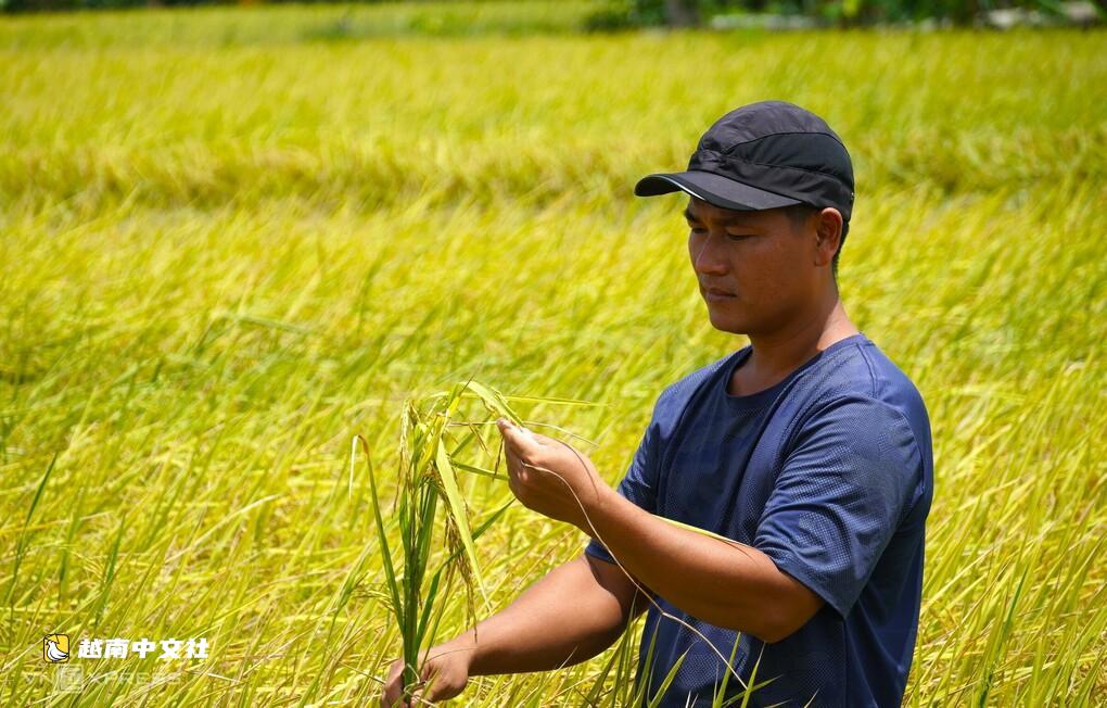 越南金甌省種植清潔稻米‘不愁銷路’