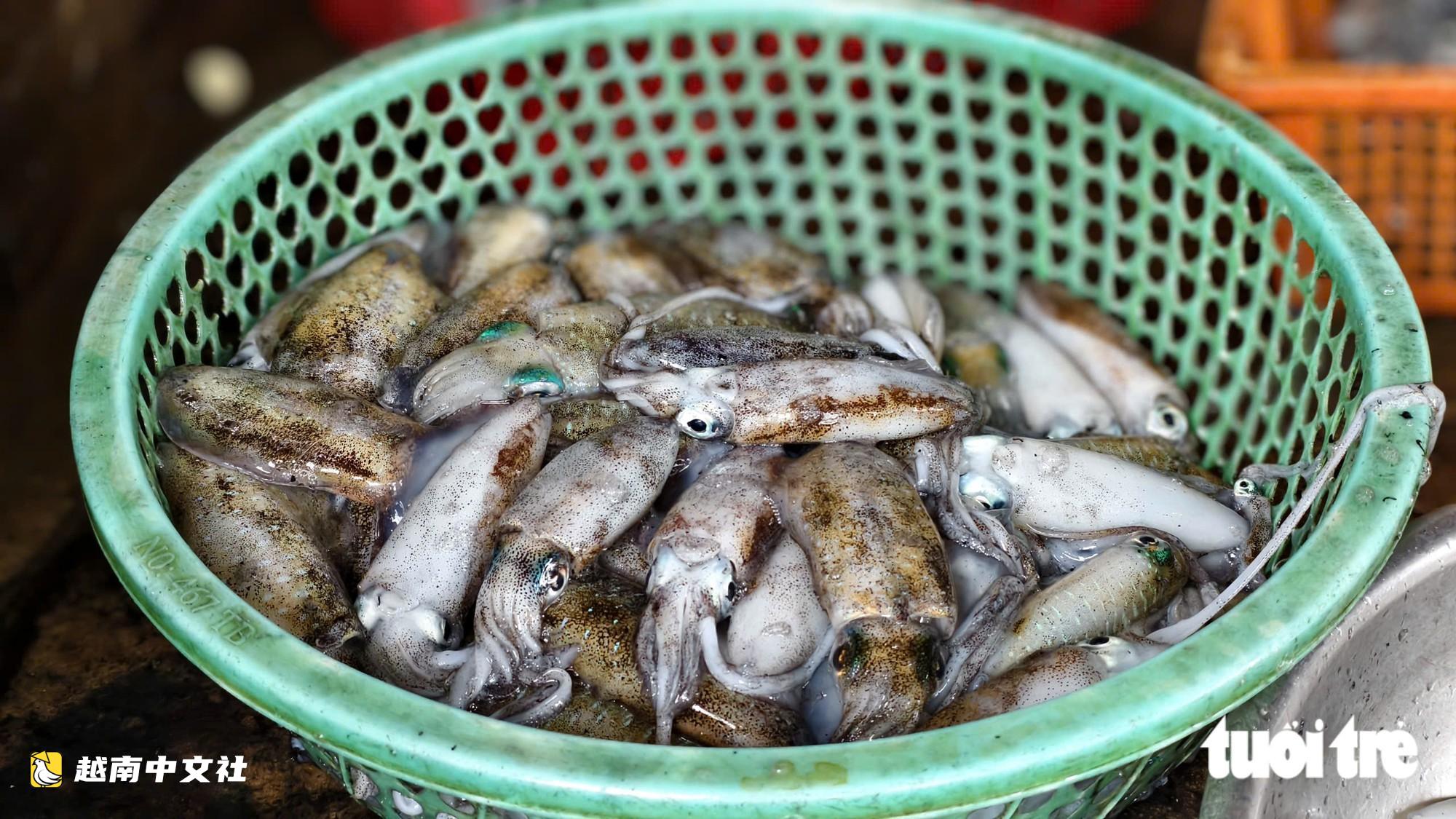 越南趕魷是什麼,漁民一天竟能賺上百萬?