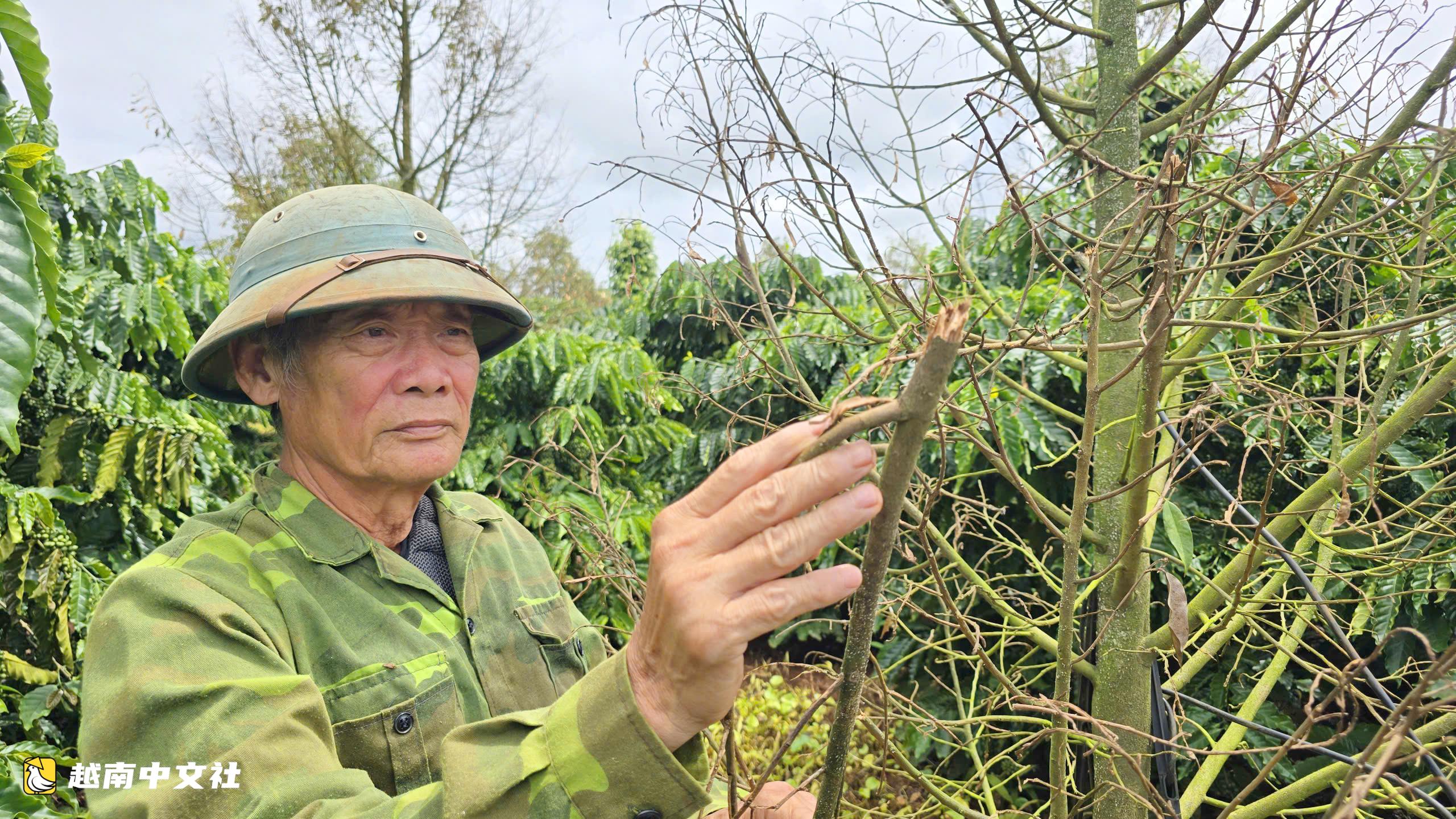 越南嘉萊省榴蓮園大面積落葉枯死,園主坐立不安