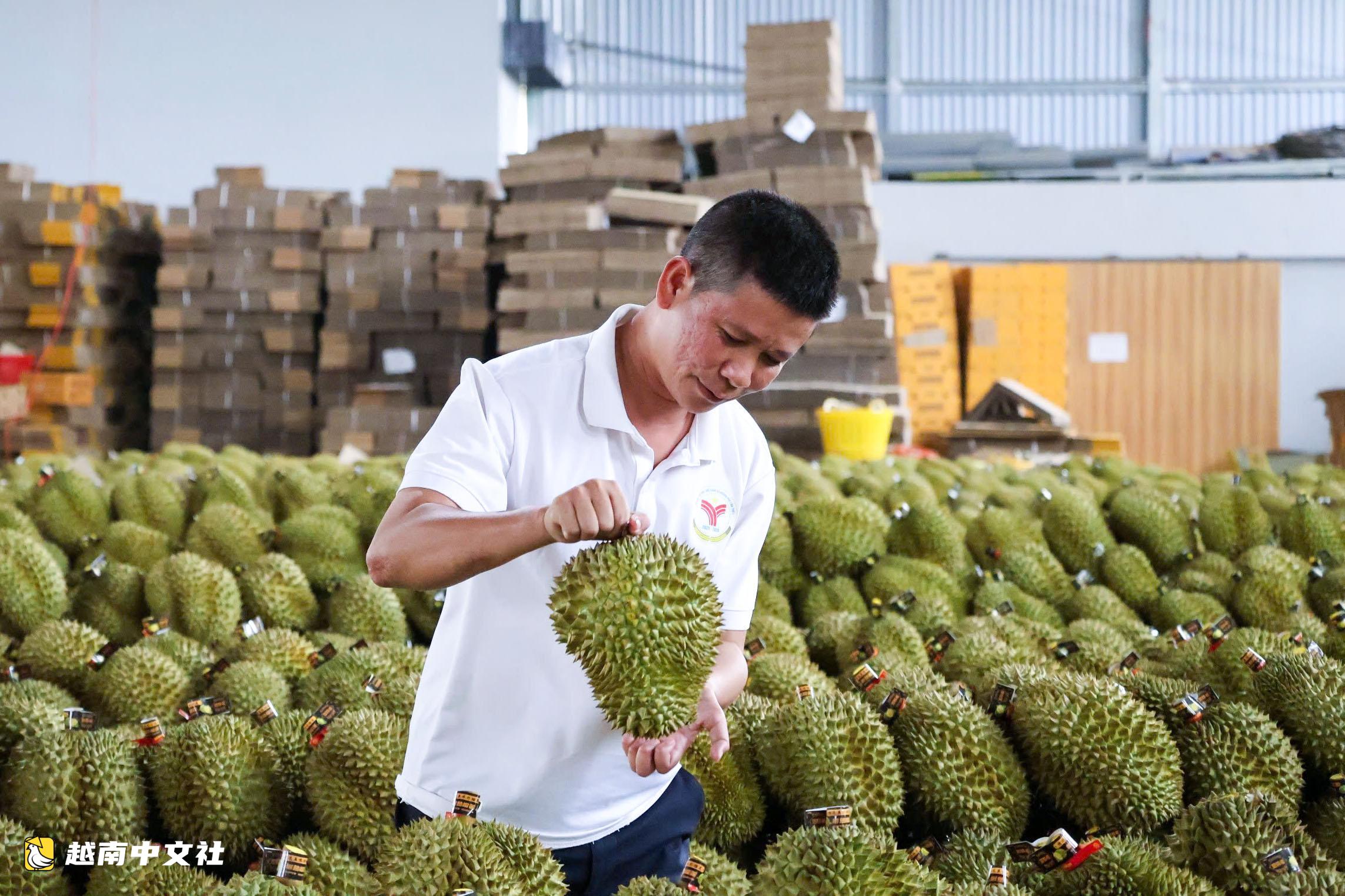 為什麼越南榴蓮產量超過泰國，但收入價值卻更低？