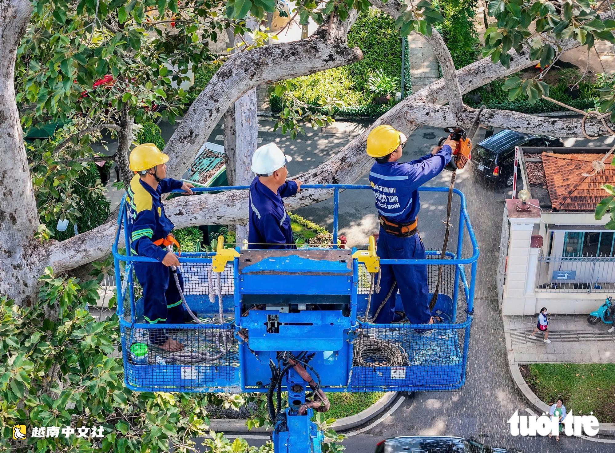 越南胡志明市:調查市中心綠化樹木的“砍伐”流程