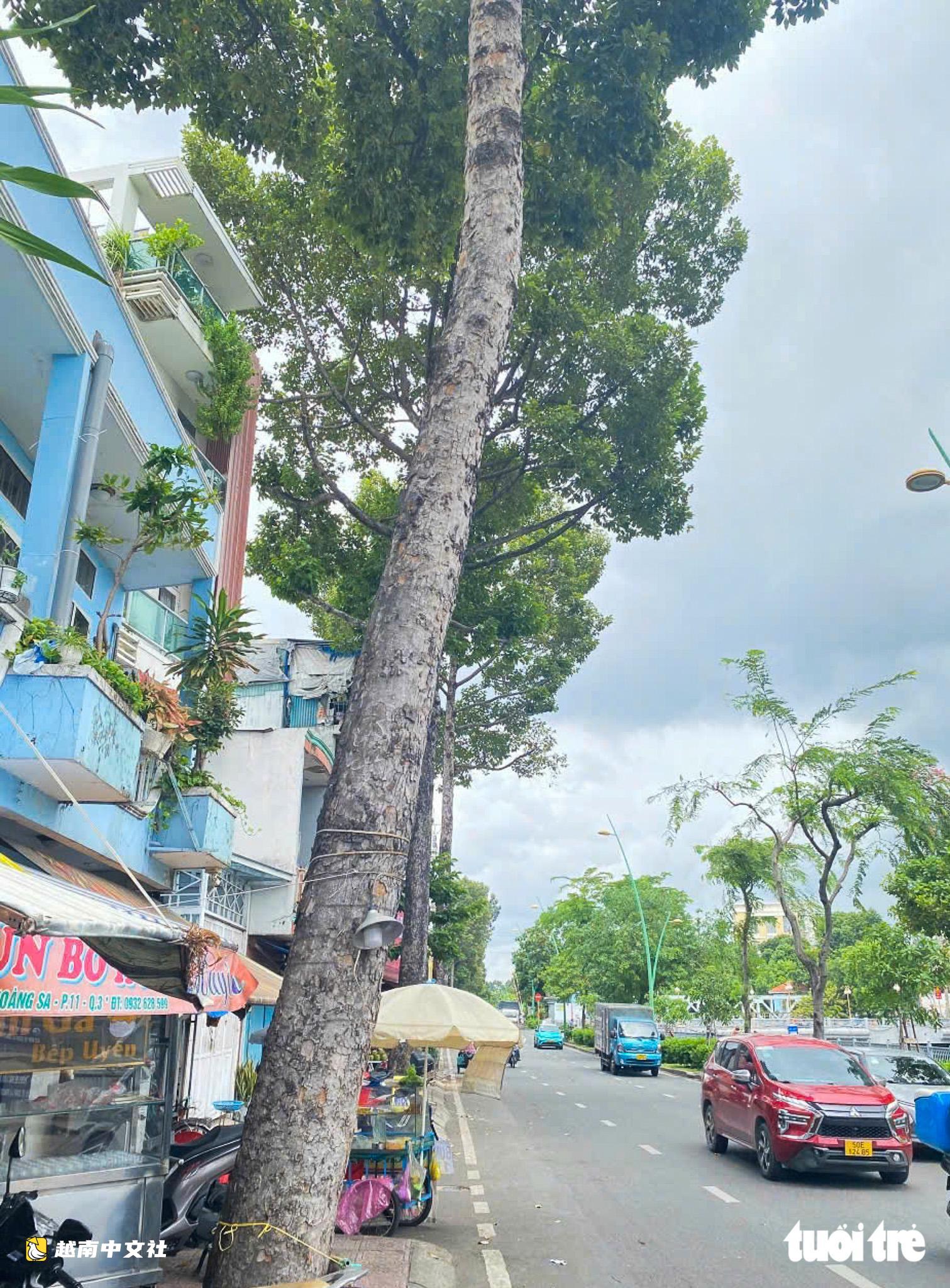 越南胡志明市:調查市中心綠化樹木的“砍伐”流程